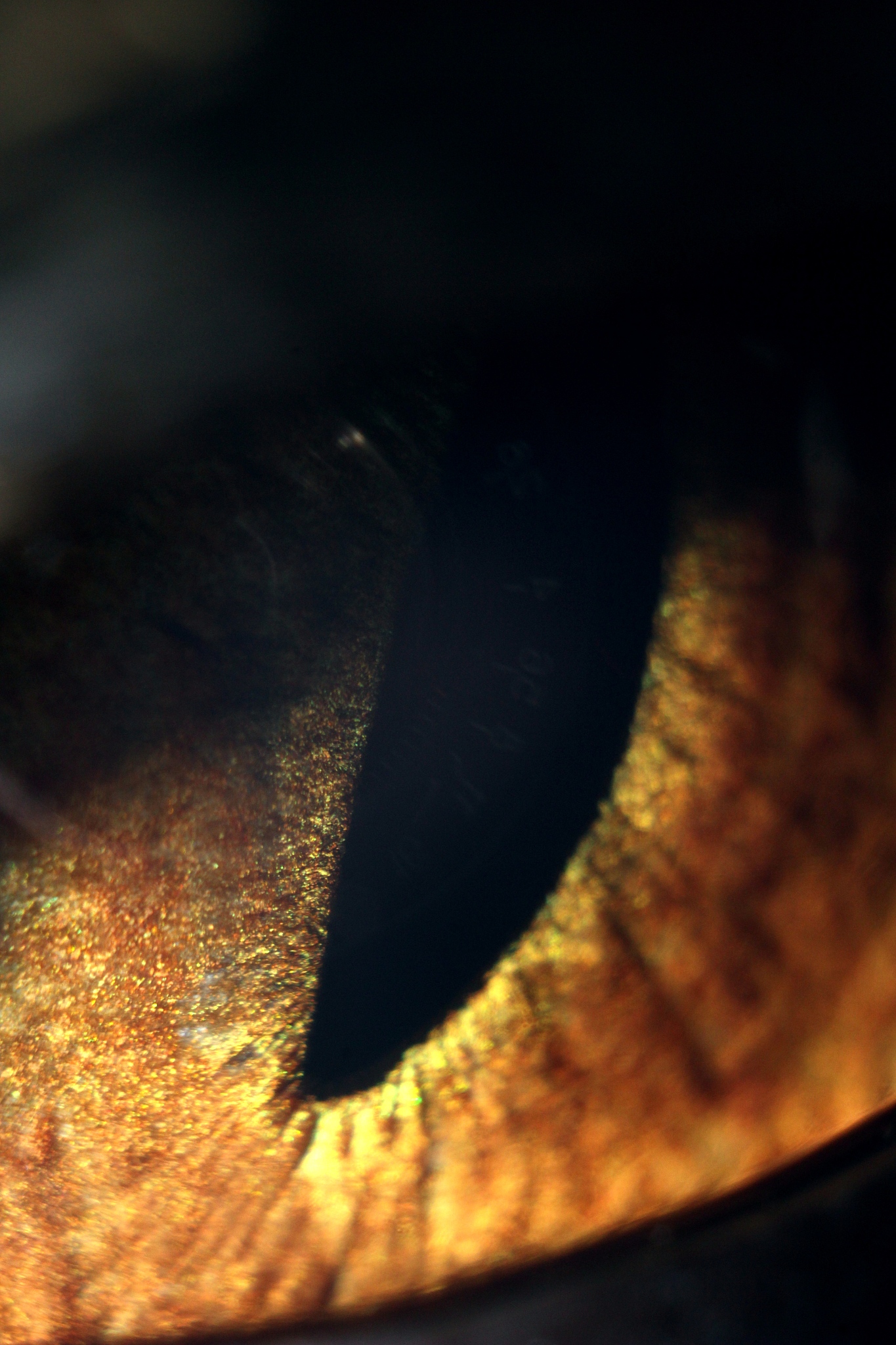 cat's eye at maximum magnification macro