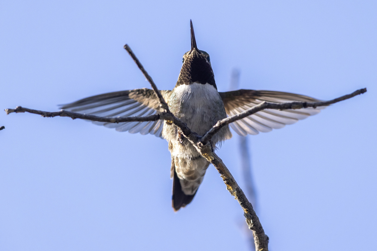 请你写出100个关于双眼皮的冷知识