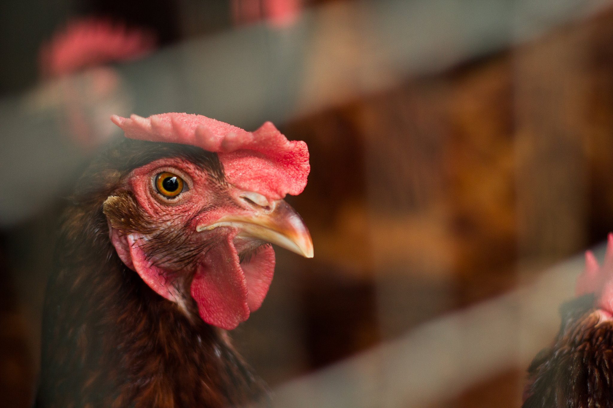 chicken on the farm, close up cock heads are looking with suspic
