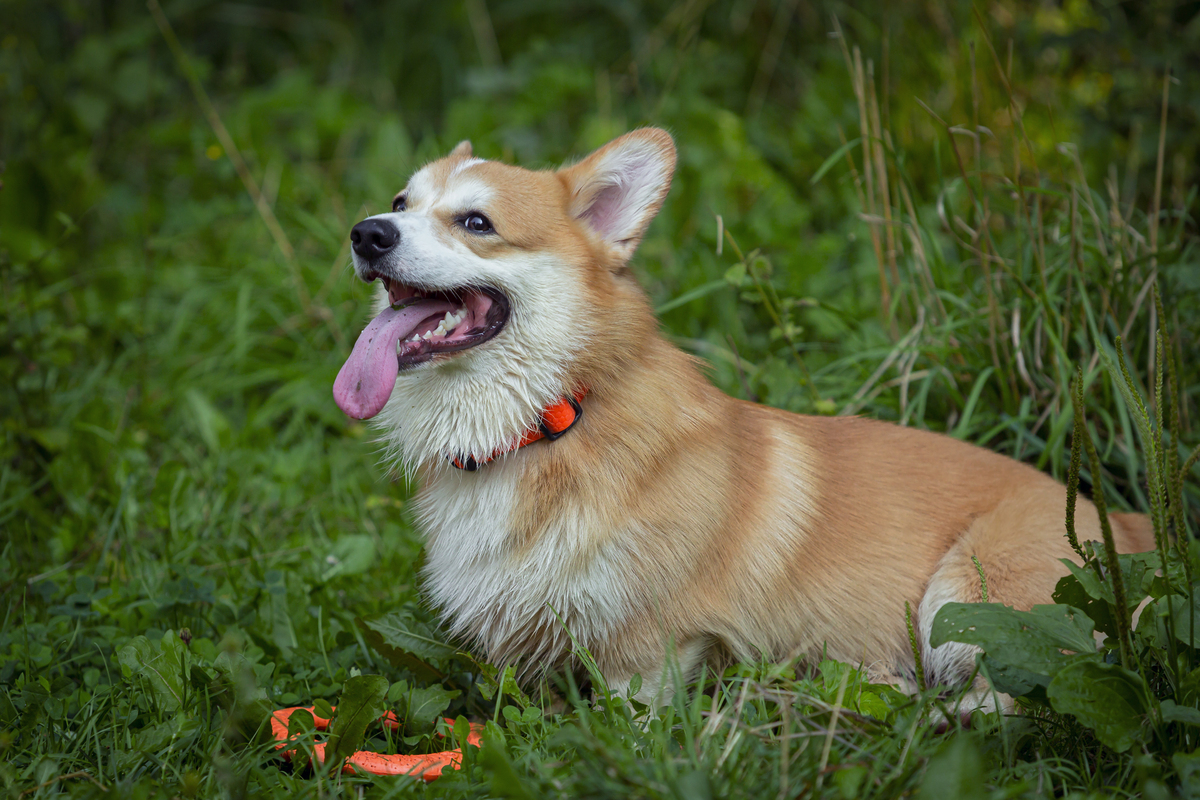 狗的特性：忠诚、聪明、善于交际，更多优点等你发现