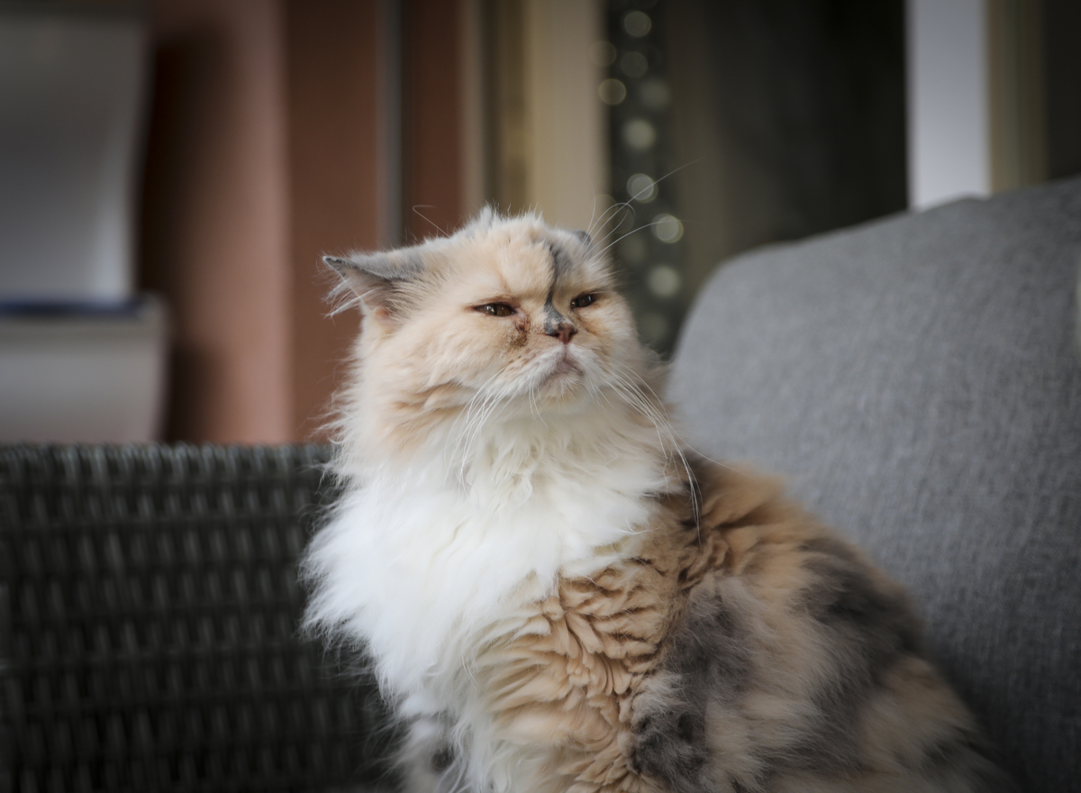 折耳猫：不仅是外貌与众不同，性格也让你爱不释手！