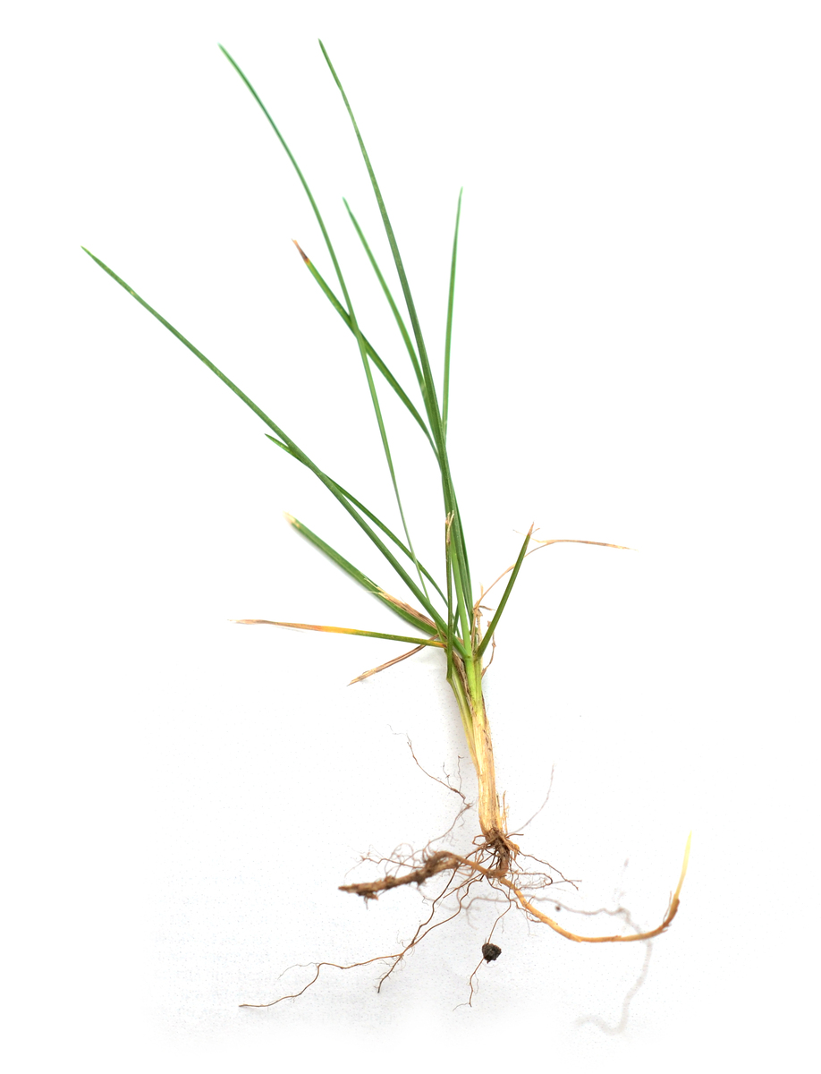 除了种子，还能种植什么？ - 常见植物繁殖方式