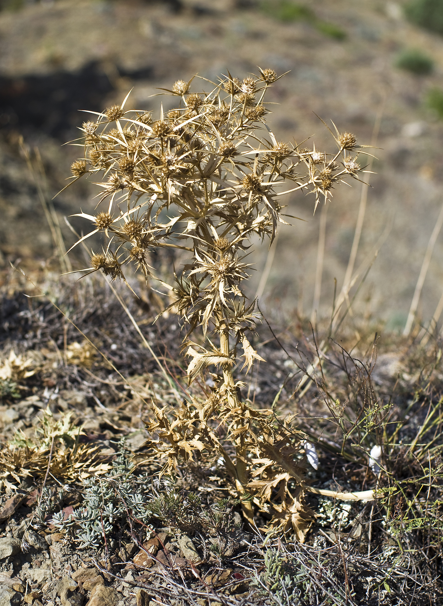 贝加尔唐松草：沙棘的功效与作用