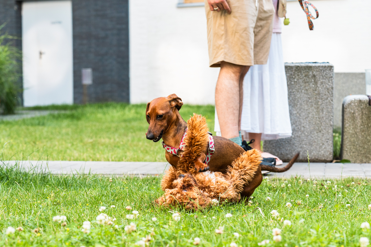 小区养狗，哪些行为最招人恨？| 宠物博主告诉你