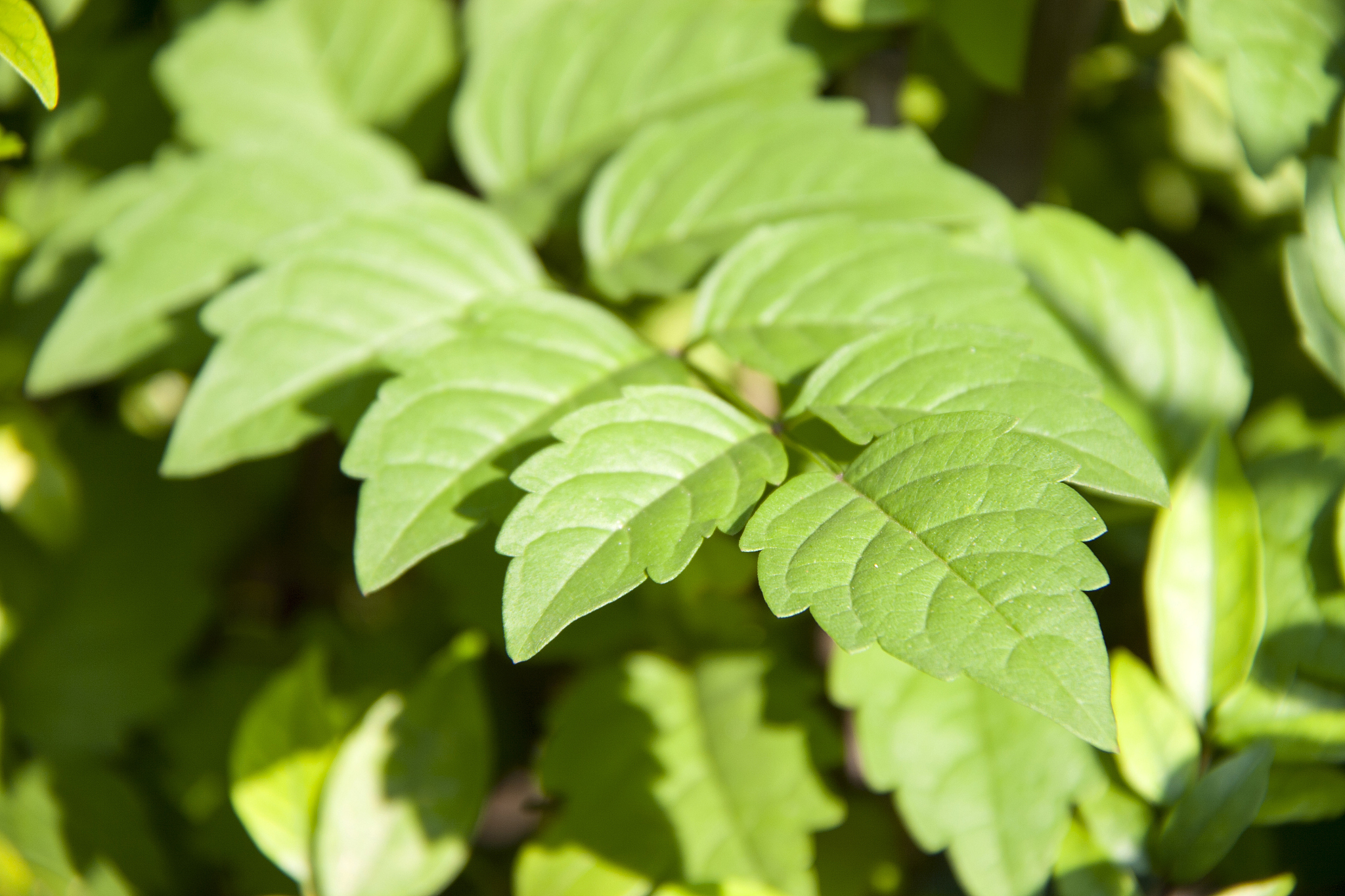 sunshine on the leaves it is grows chiefly in the tropics, where