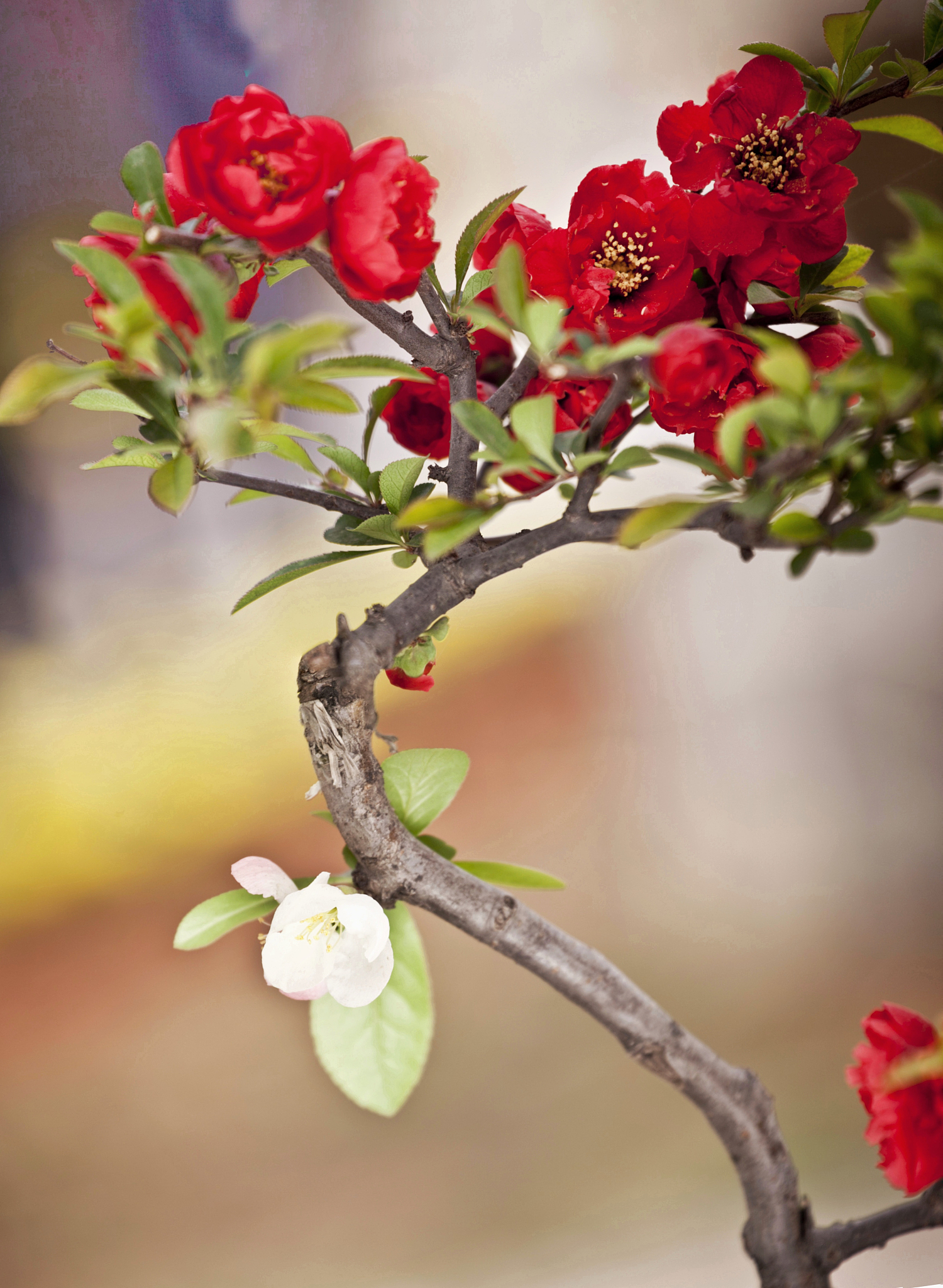 关于海棠花给我带来的思考的作文