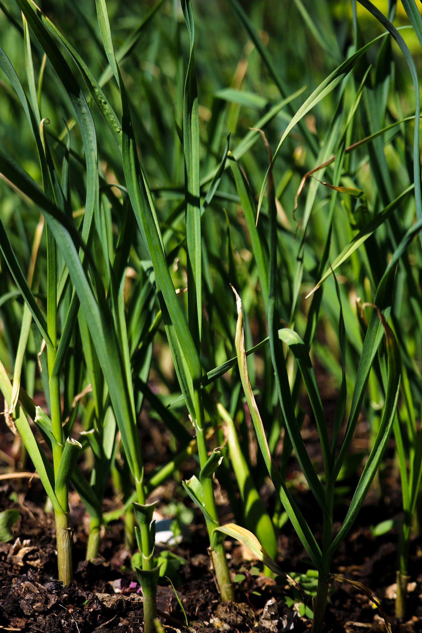 green onion plants