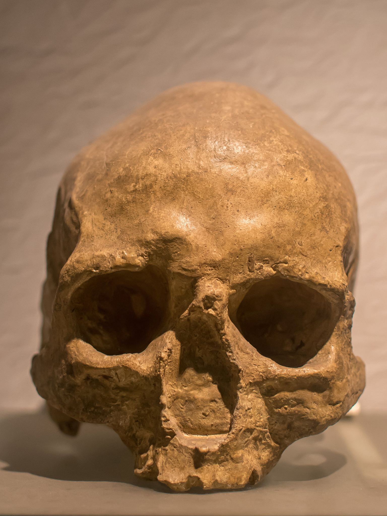 skull of homo sapiens, is the only extant human species.