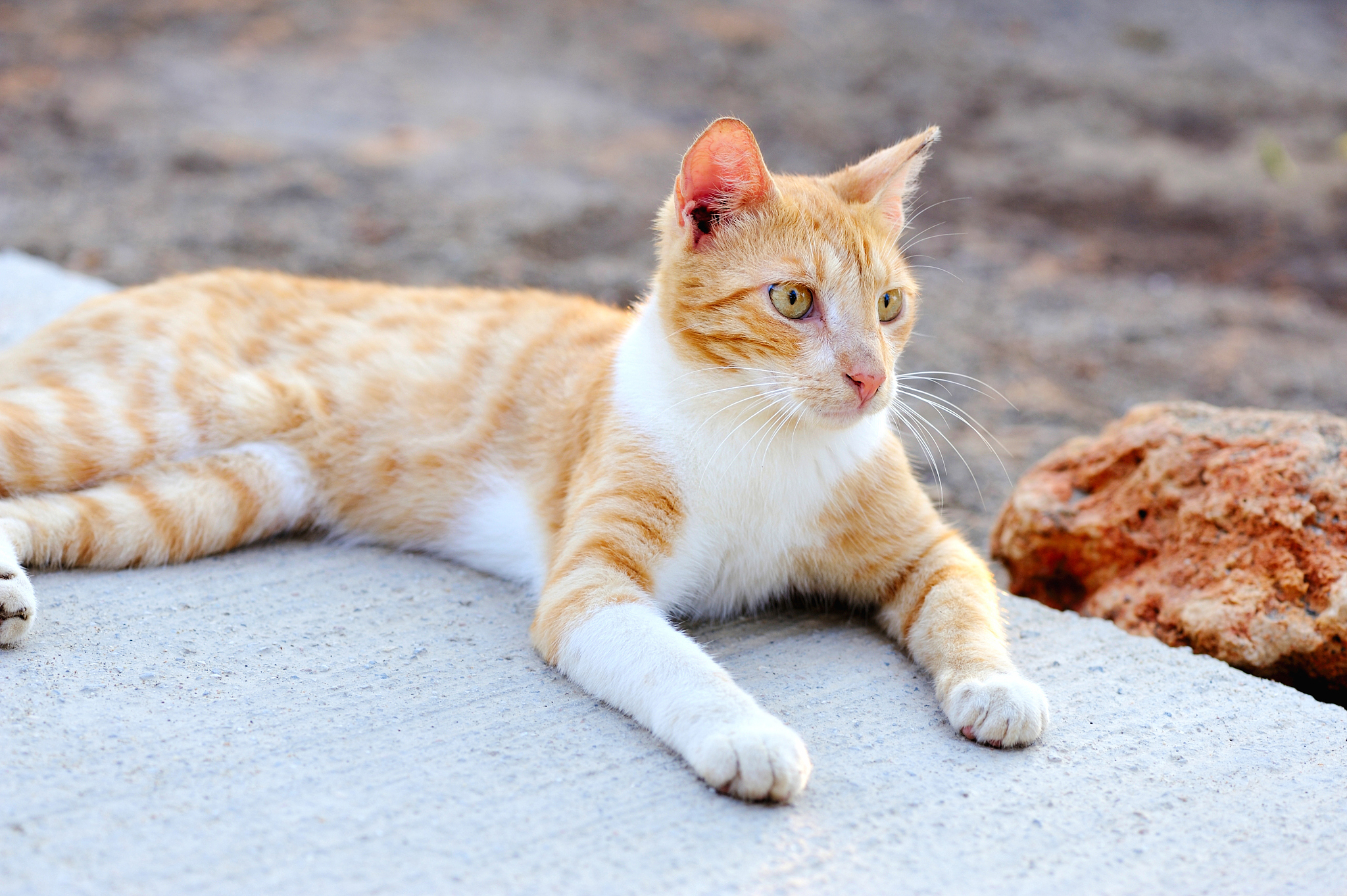 red cat