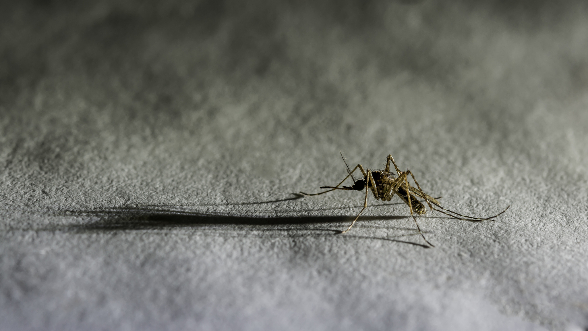 如何制作用生物手段研发抗寒蚊子