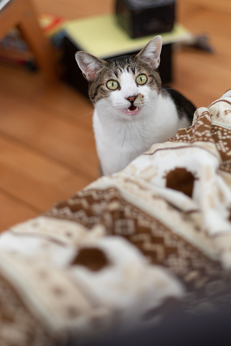 猫第二自然段仿写