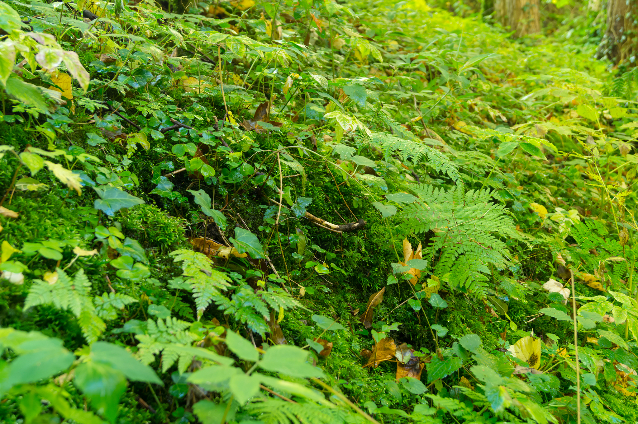 forest floor
