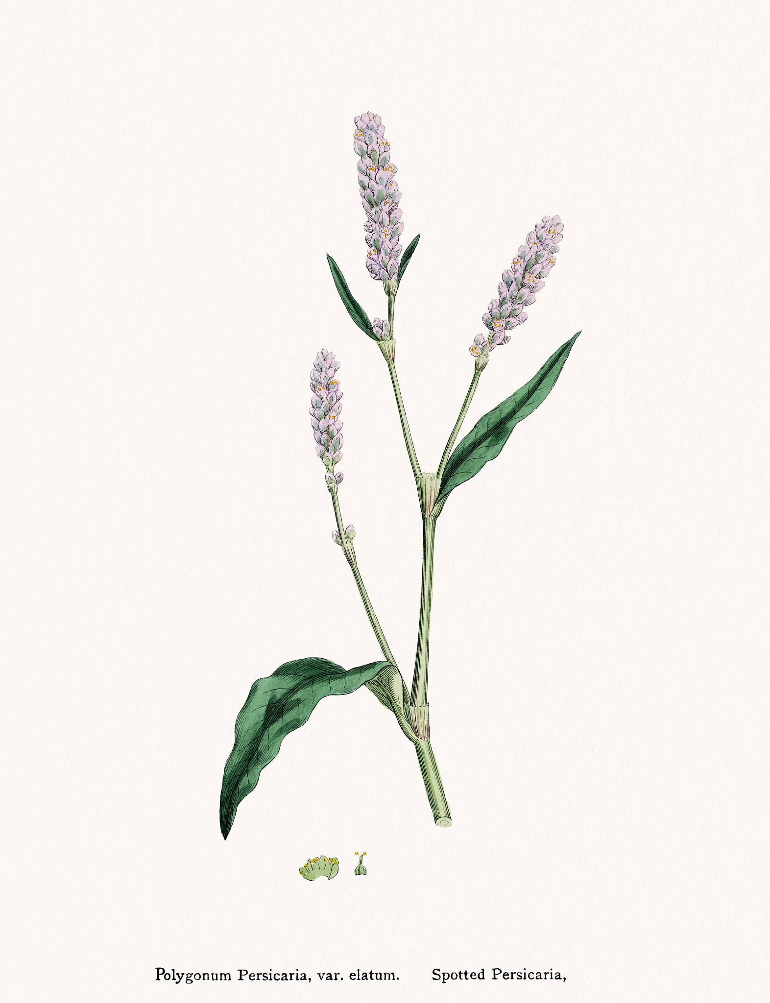 WEED SCIENCE期刊：杂草科学研究的权威平台