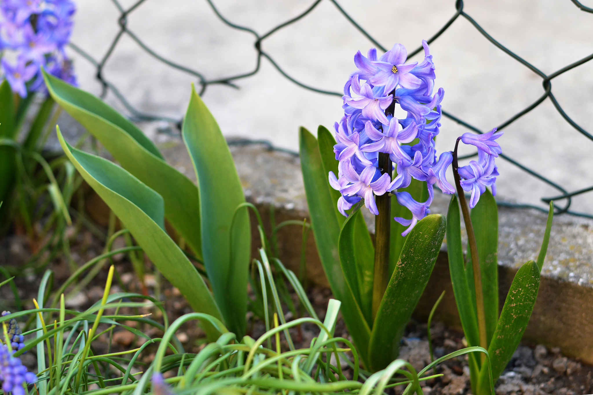 blue hyacinth in the garden