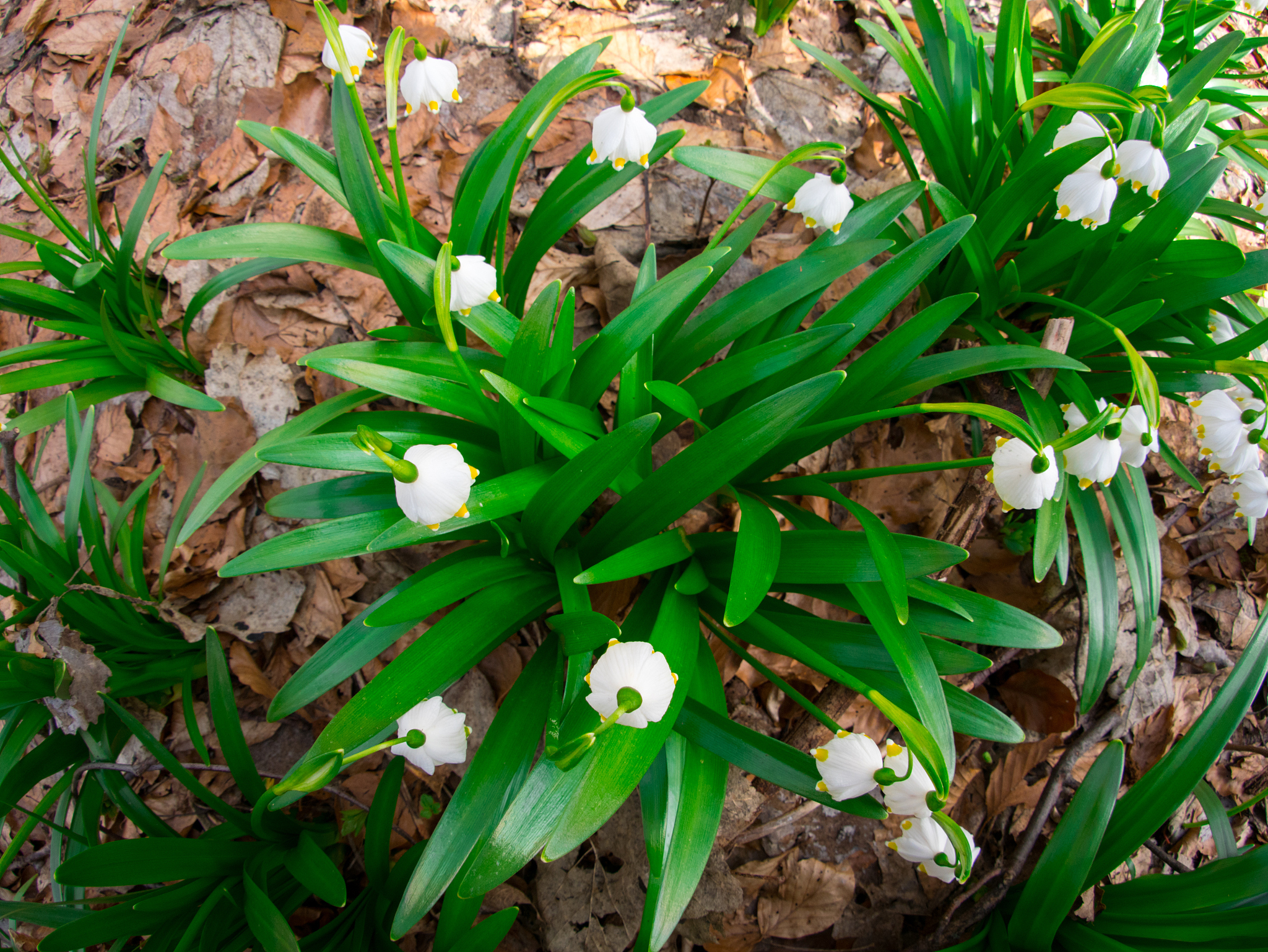 snowdrop in spring day.
