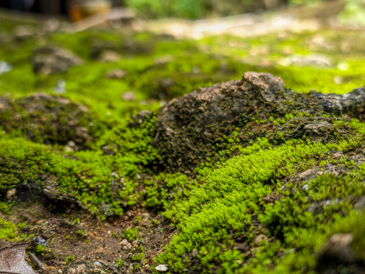 呼伦贝尔草原特有属、种