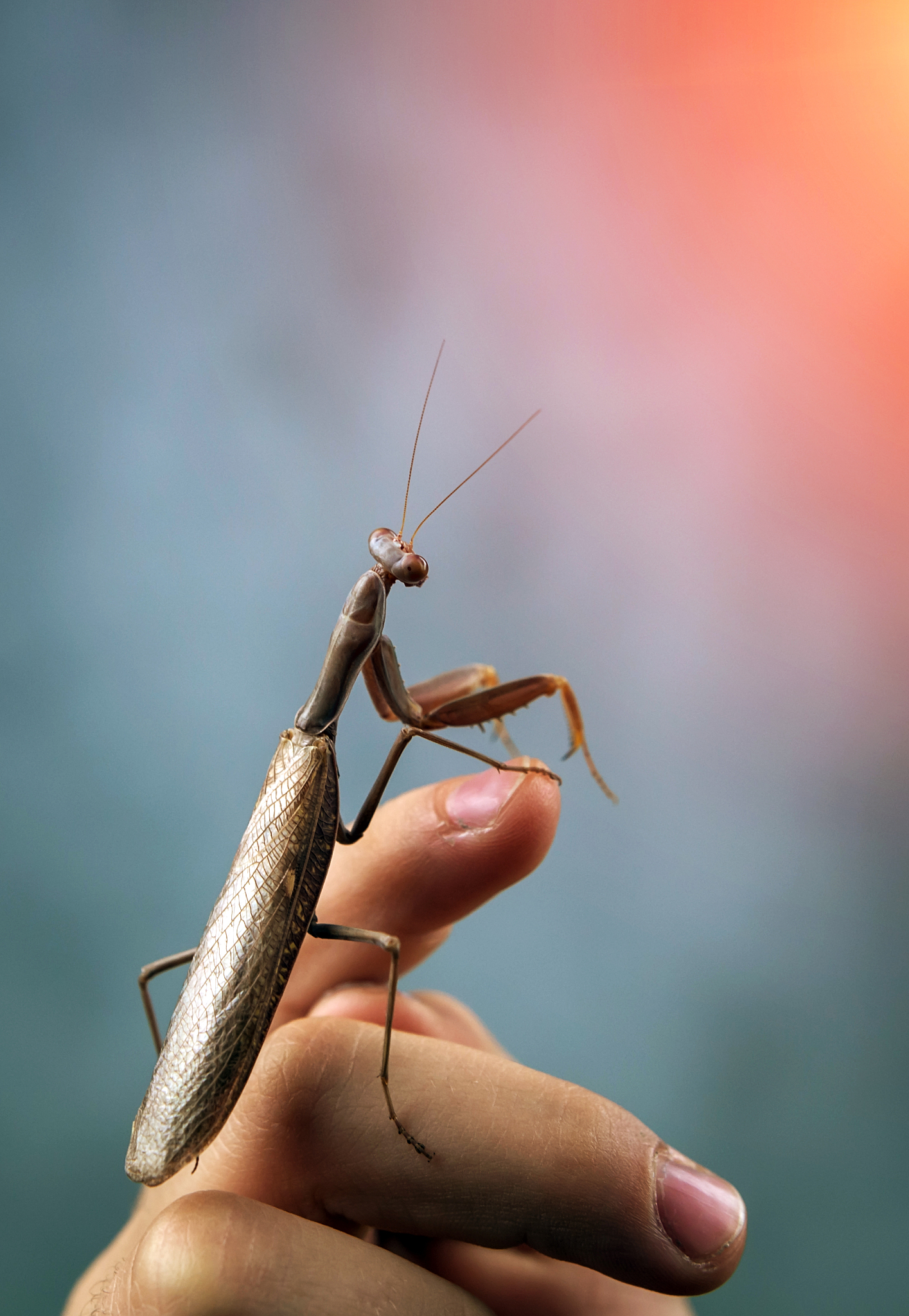 BULLETIN OF ENTOMOLOGICAL RESEARCH 期刊：涵盖昆虫学研究的各个方面