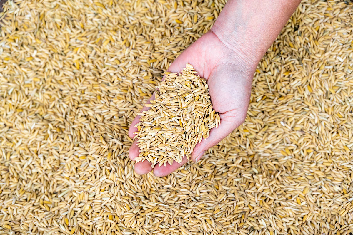 衡阳'黄金大米'事件深度解读：科学伦理与公众知情权的博弈