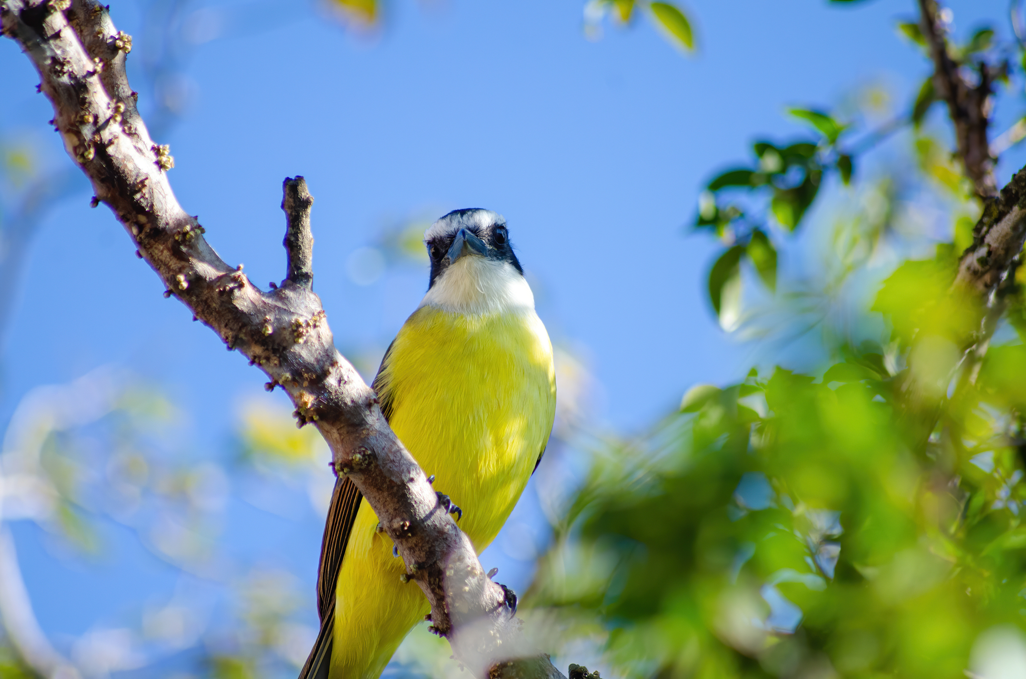 bird "bem-te-vi" perched on a branch in the sun, selective focus