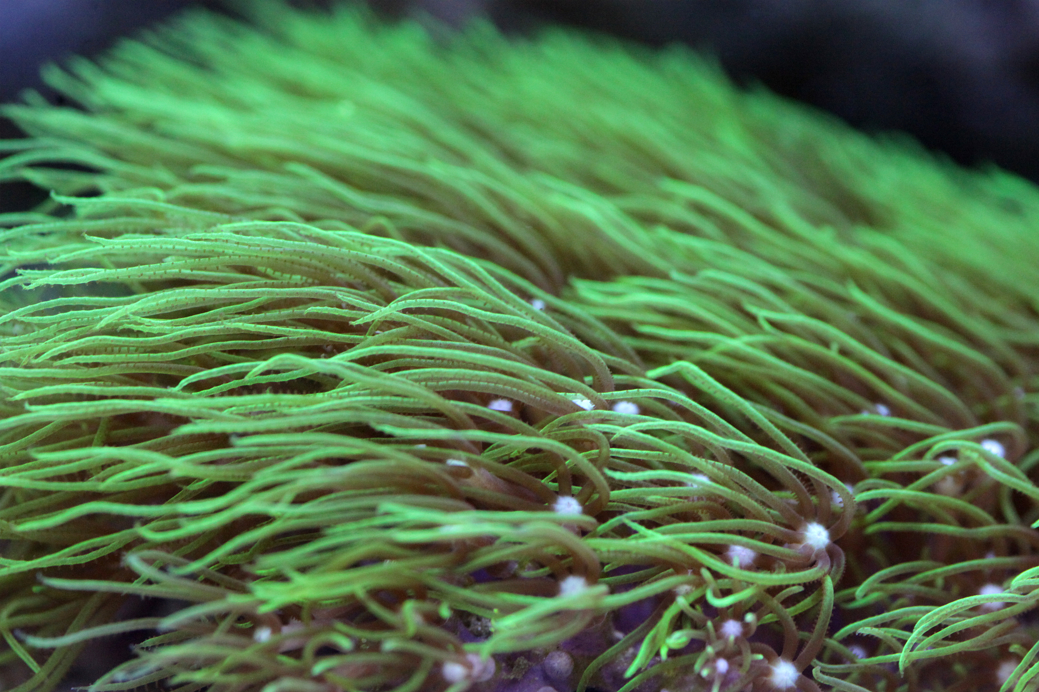 green coral waving in water