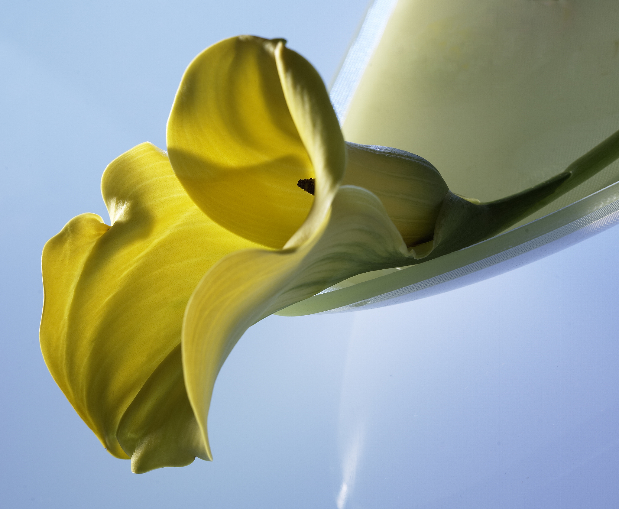 百合人物性格差异最大：冷酷vs温柔、自信vs内向等 | 深度分析