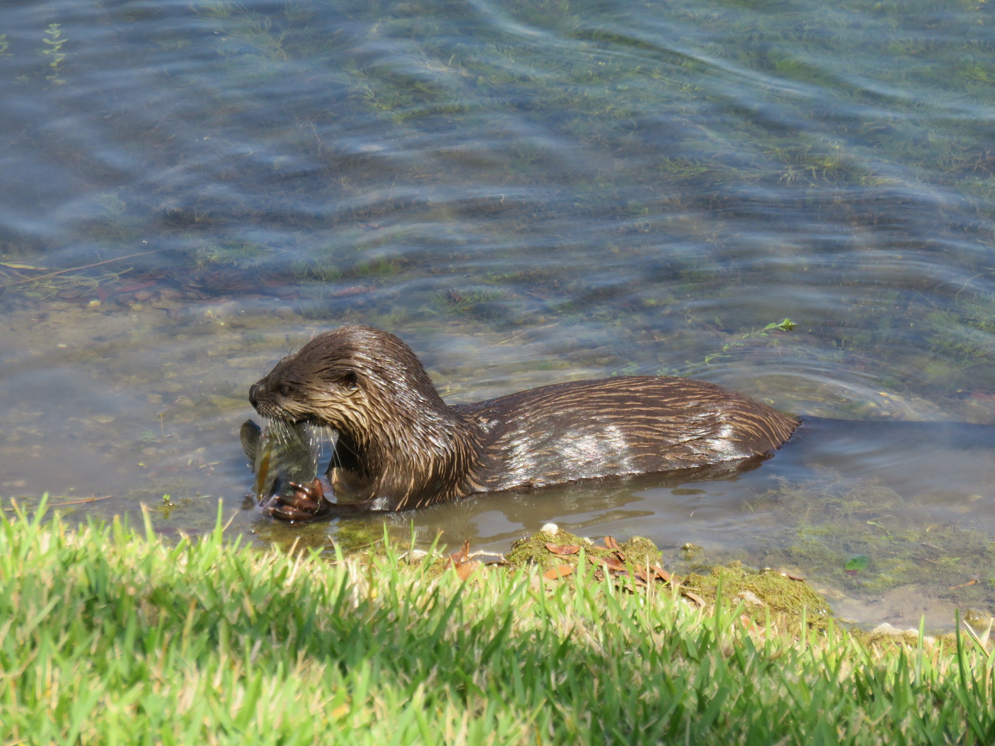 cute otter