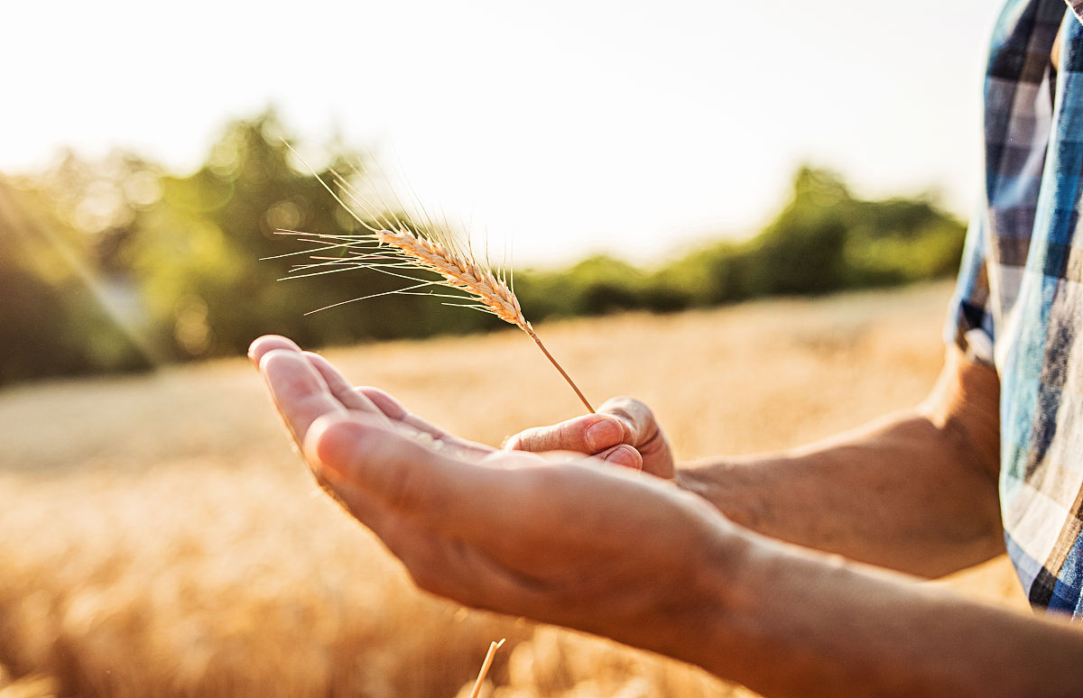 沈阳农业大学植物保护专业：优势、劣势与未来