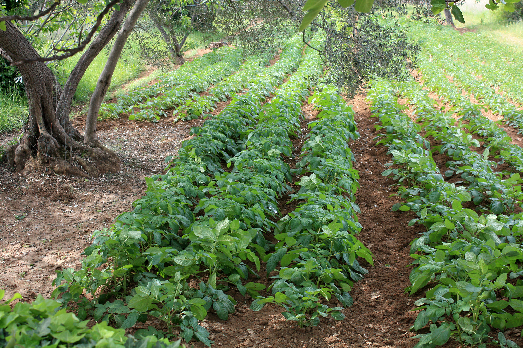 garden in croatia with olives tree and potatoes bushes.