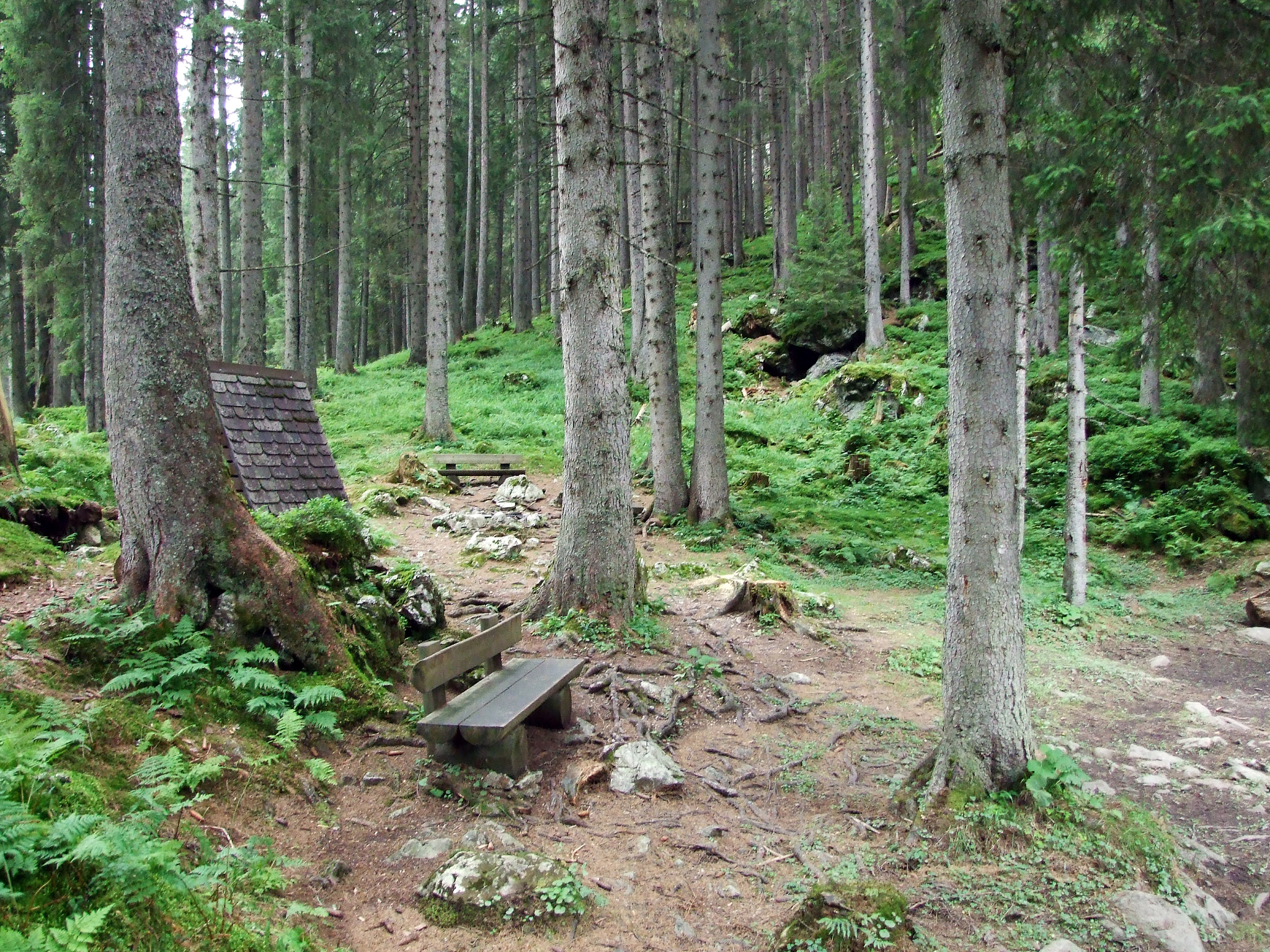 Forests 期刊：探索森林科学的深度与广度