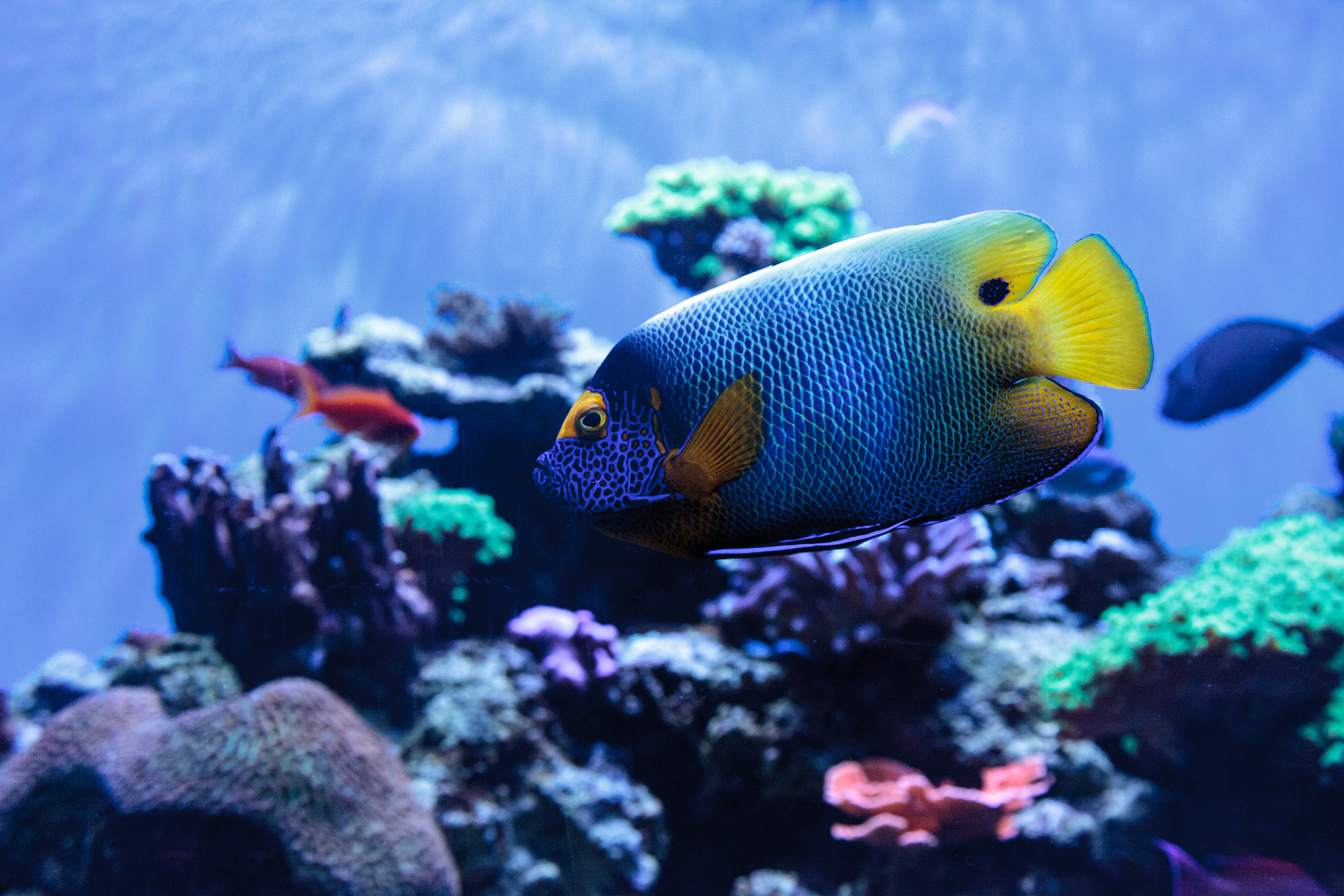close-up of fish swimming underwater