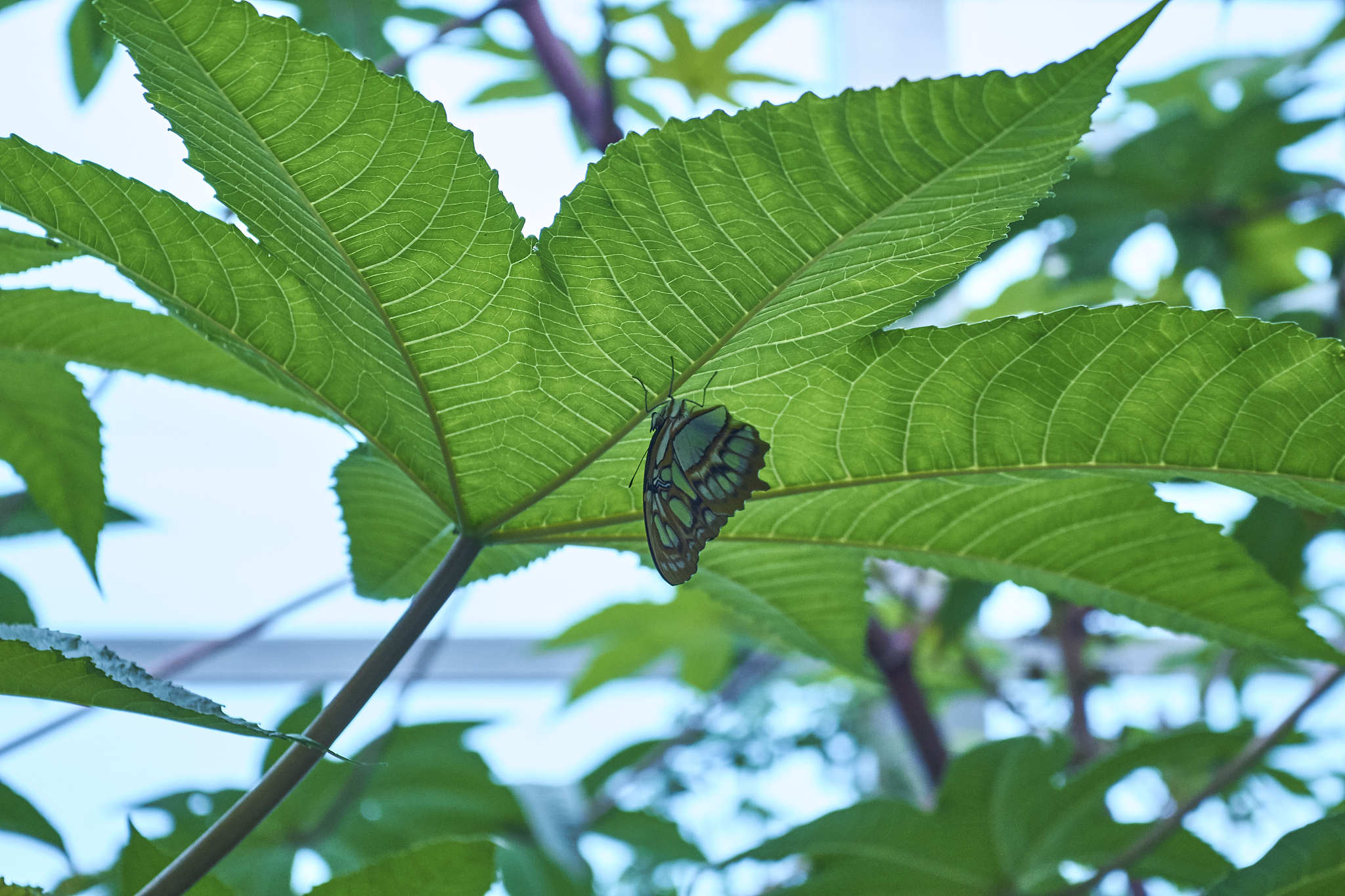 close-up of green leaves on plant