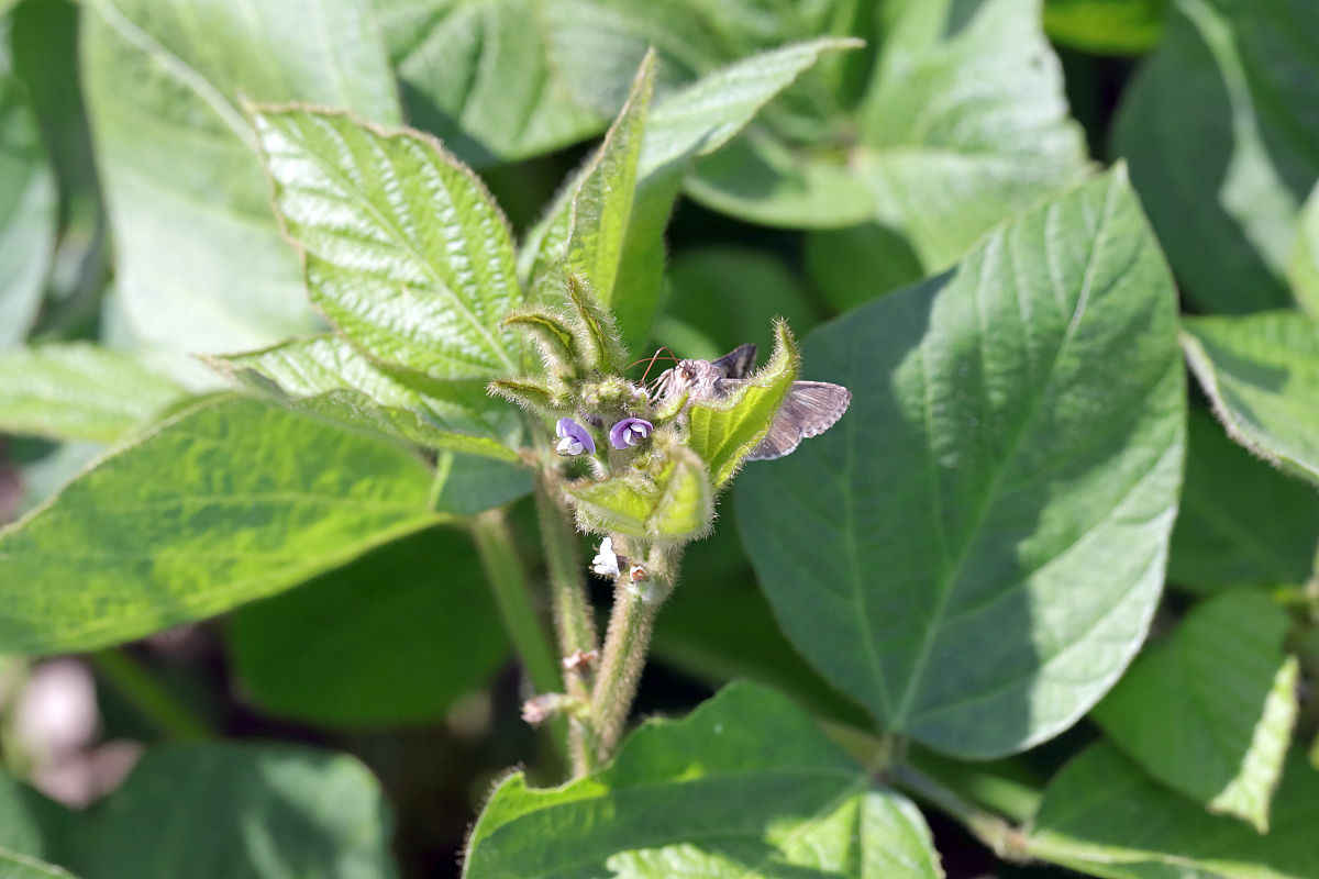 如何确定混合加工两船不合格大豆的损失比例及检验步骤