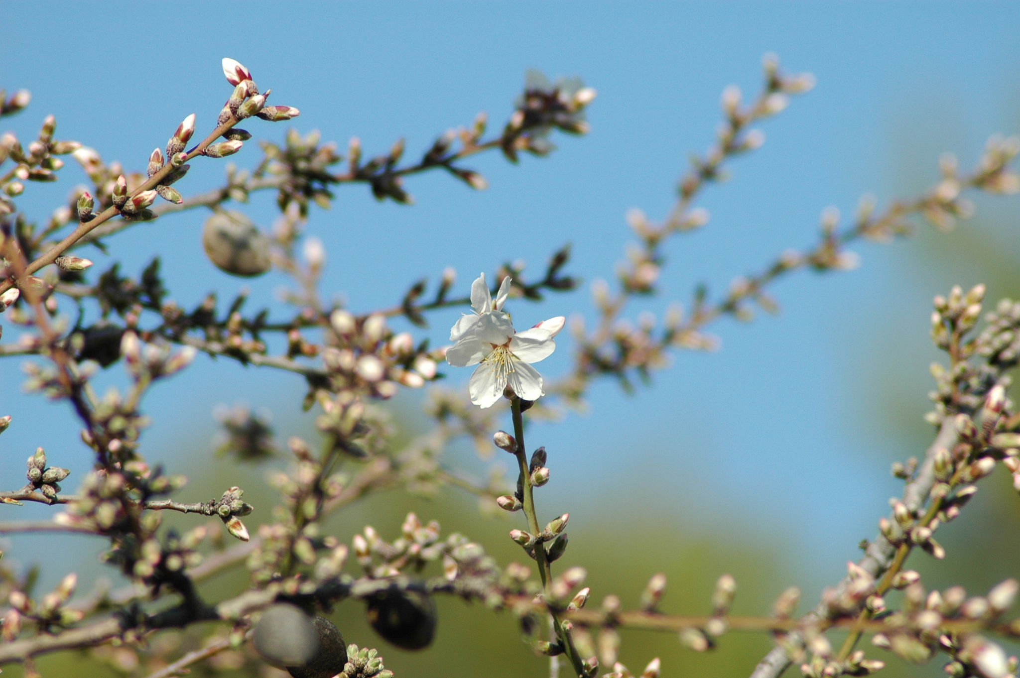 mandelblüte in spanien