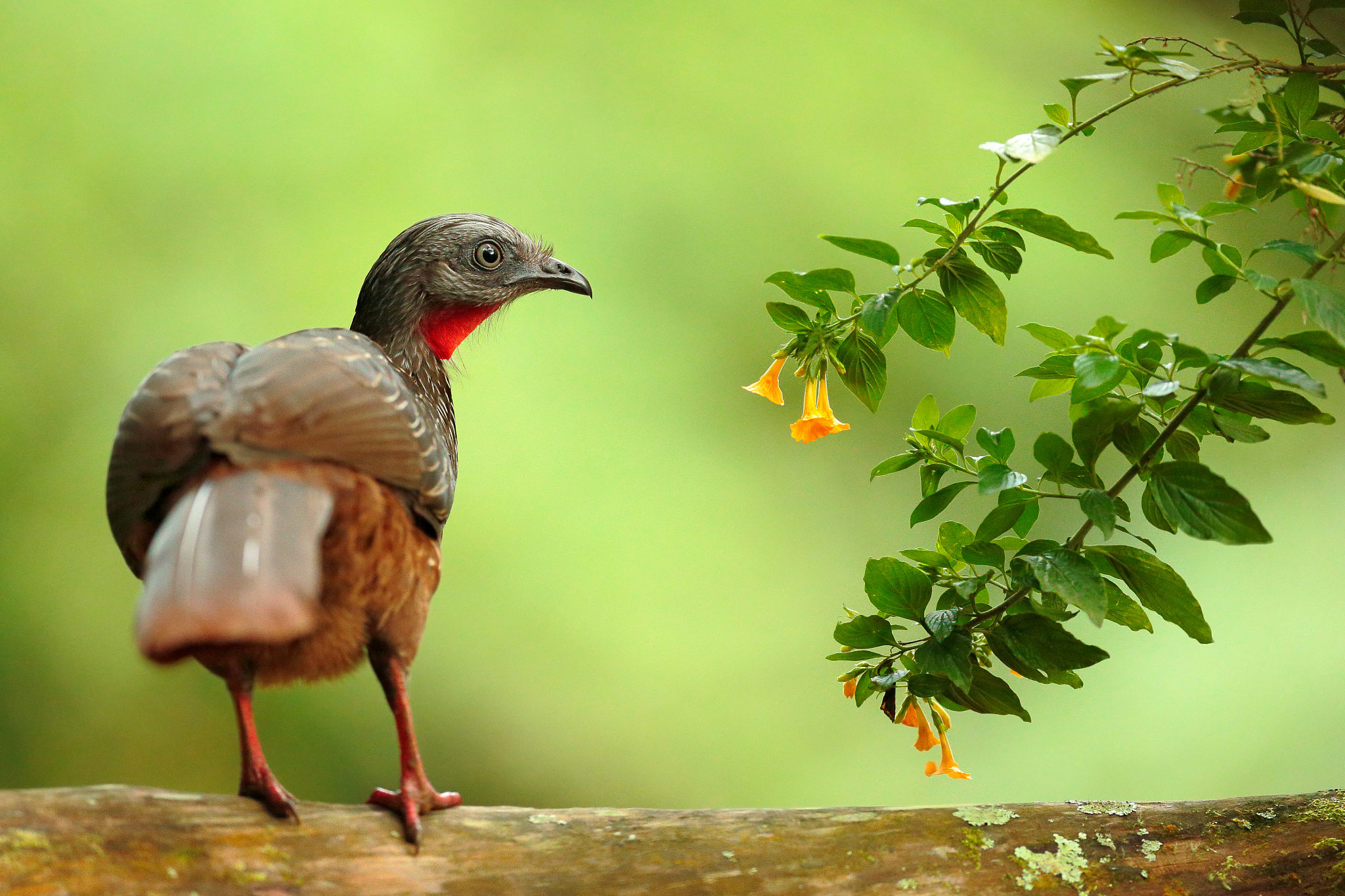 band-tailed guan, penelope argyrotis, rare bird from dark forest