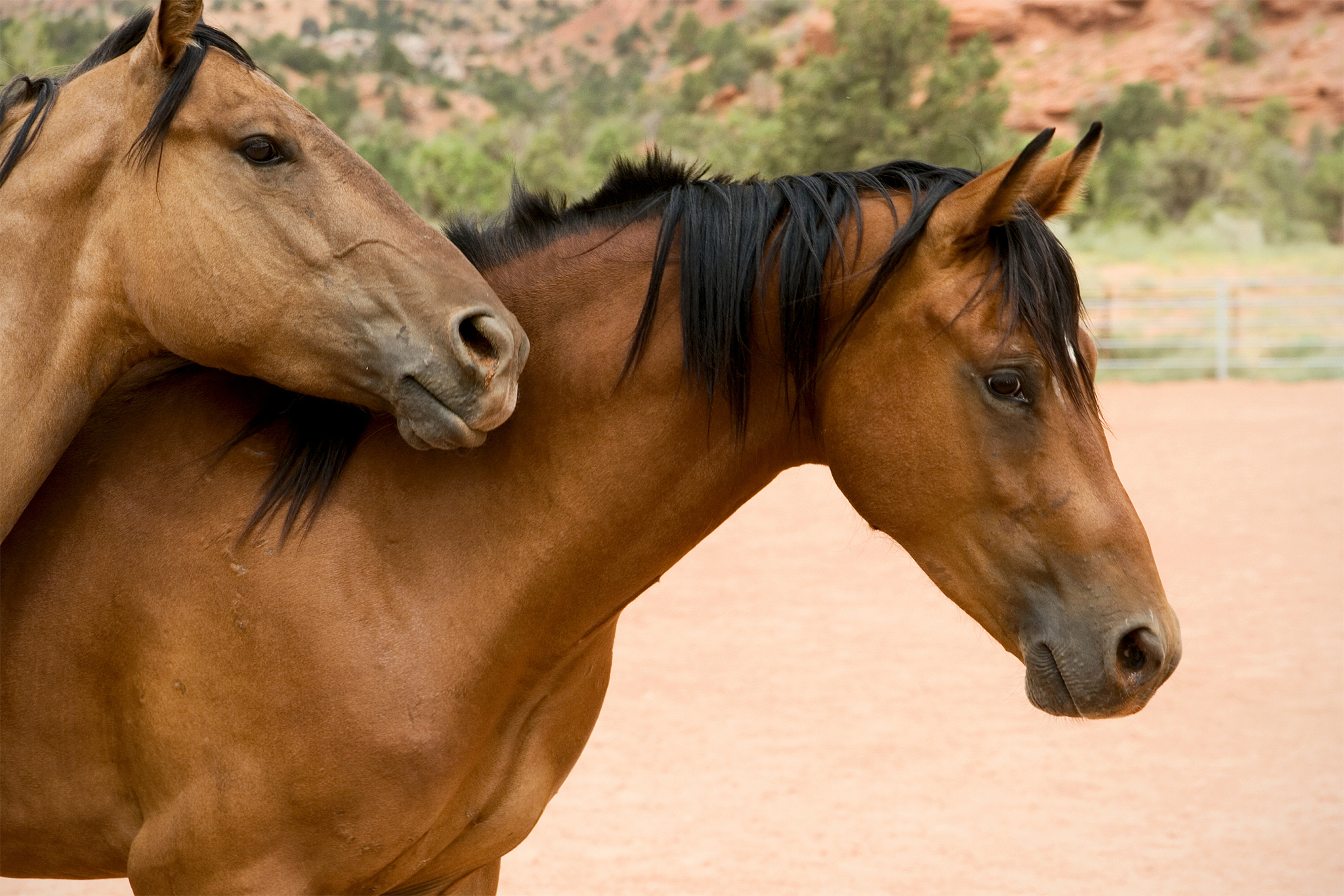 two horses