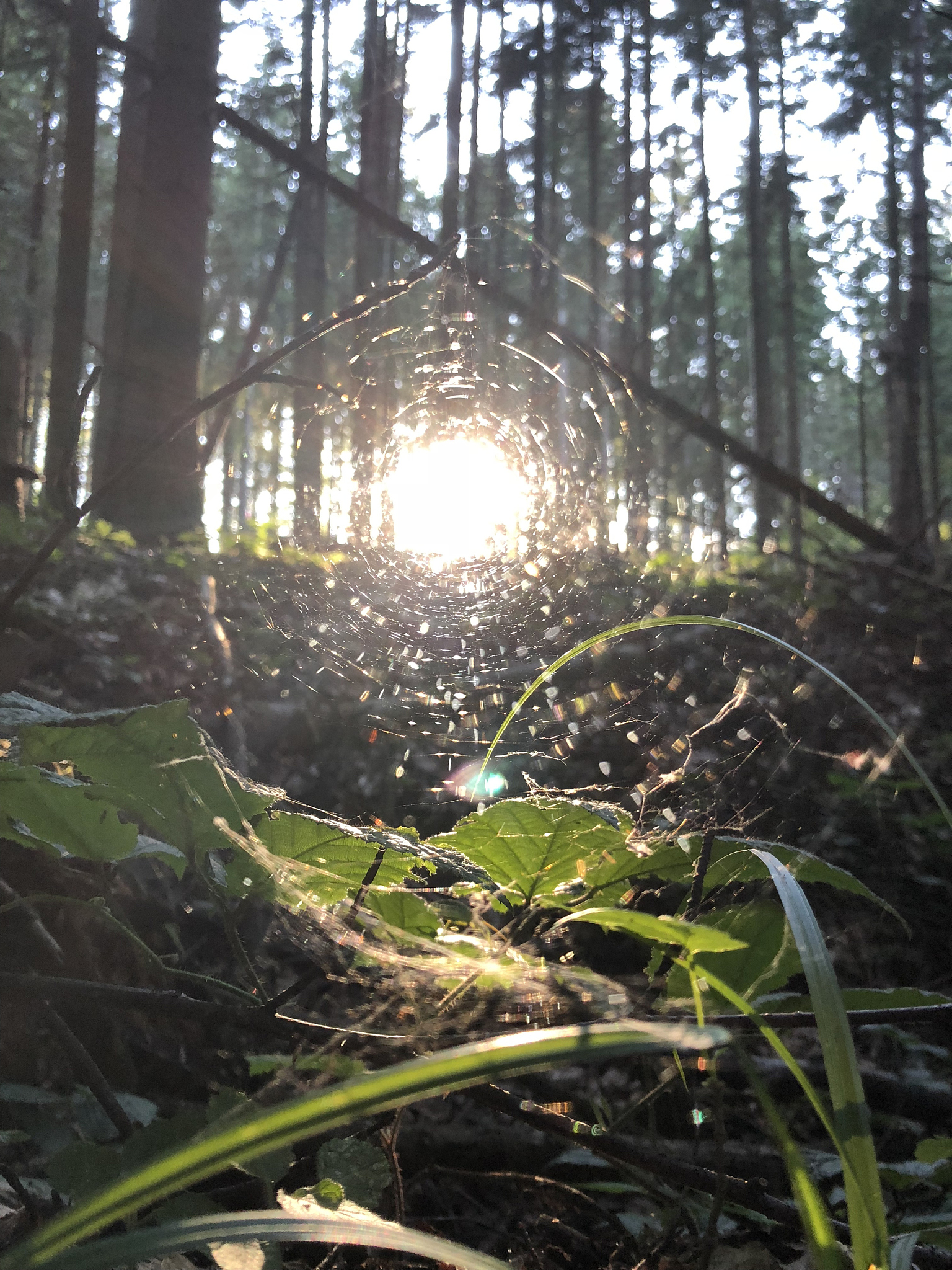 数字丛林：摄影背后的故事