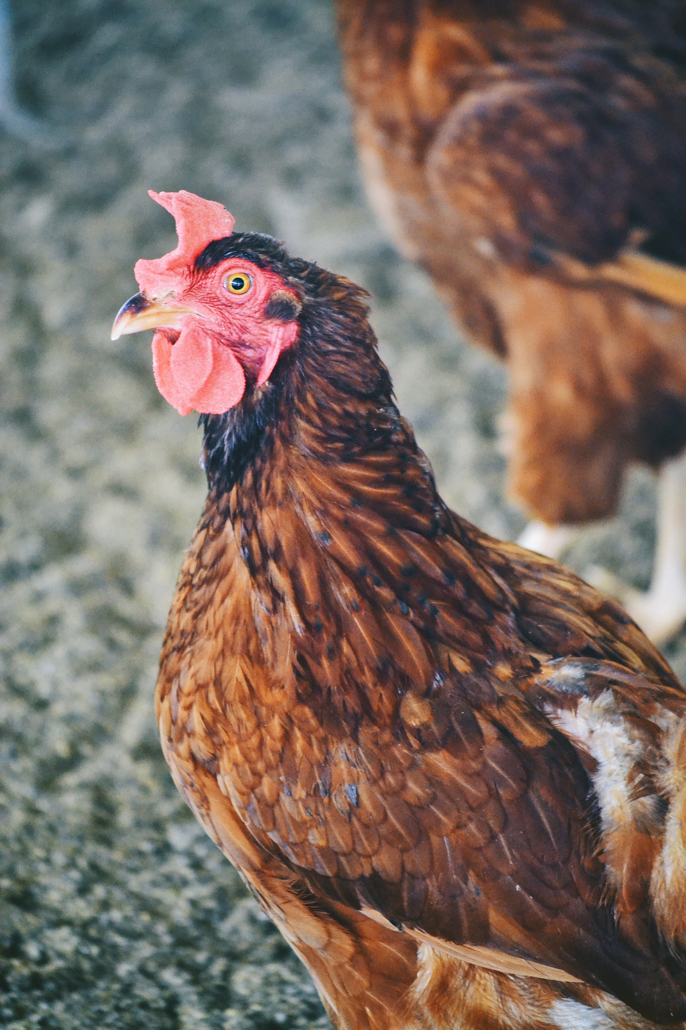 a cool chicken