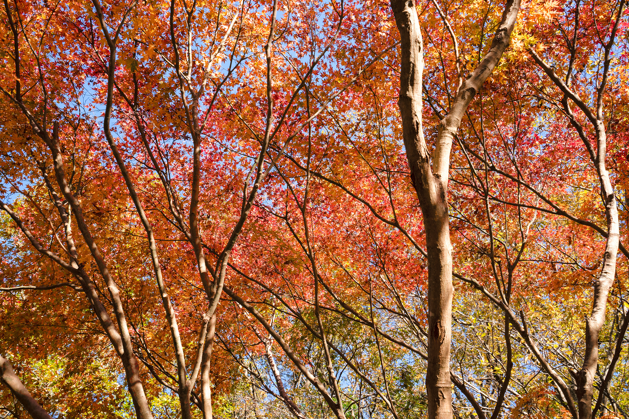 大连枫叶职业技术学院应用英语专业怎么样