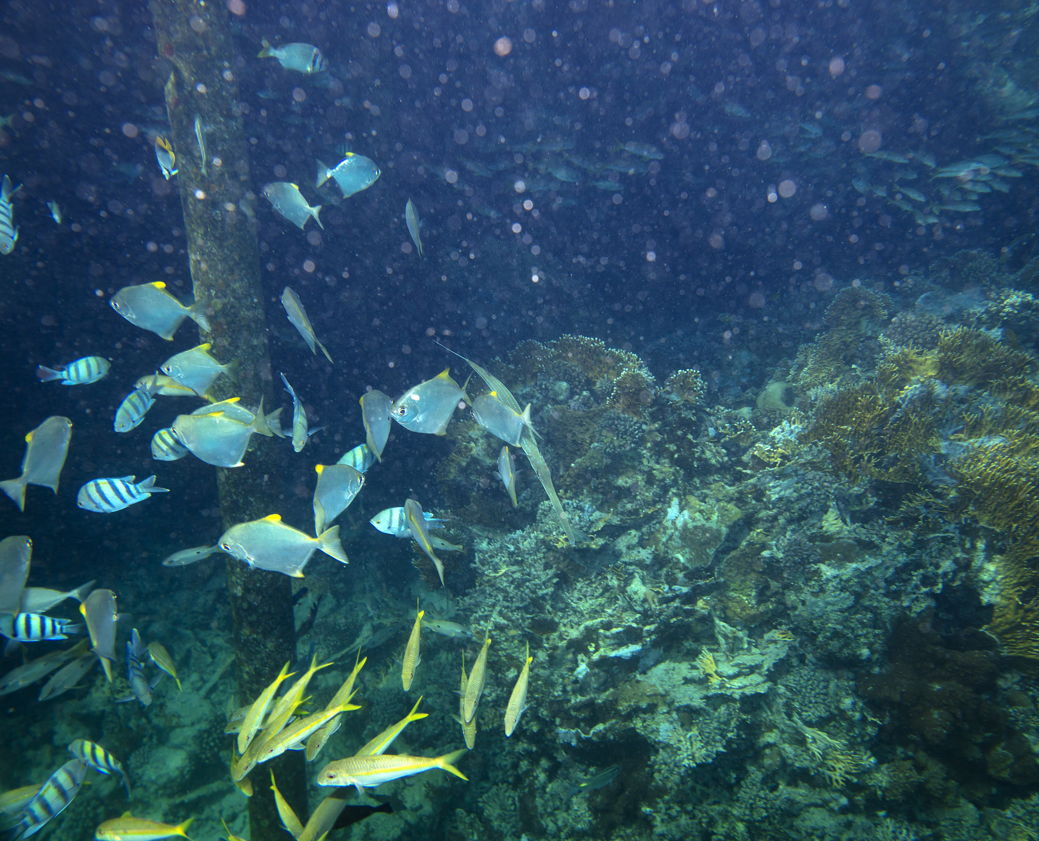 sea fish near coral, underwater
