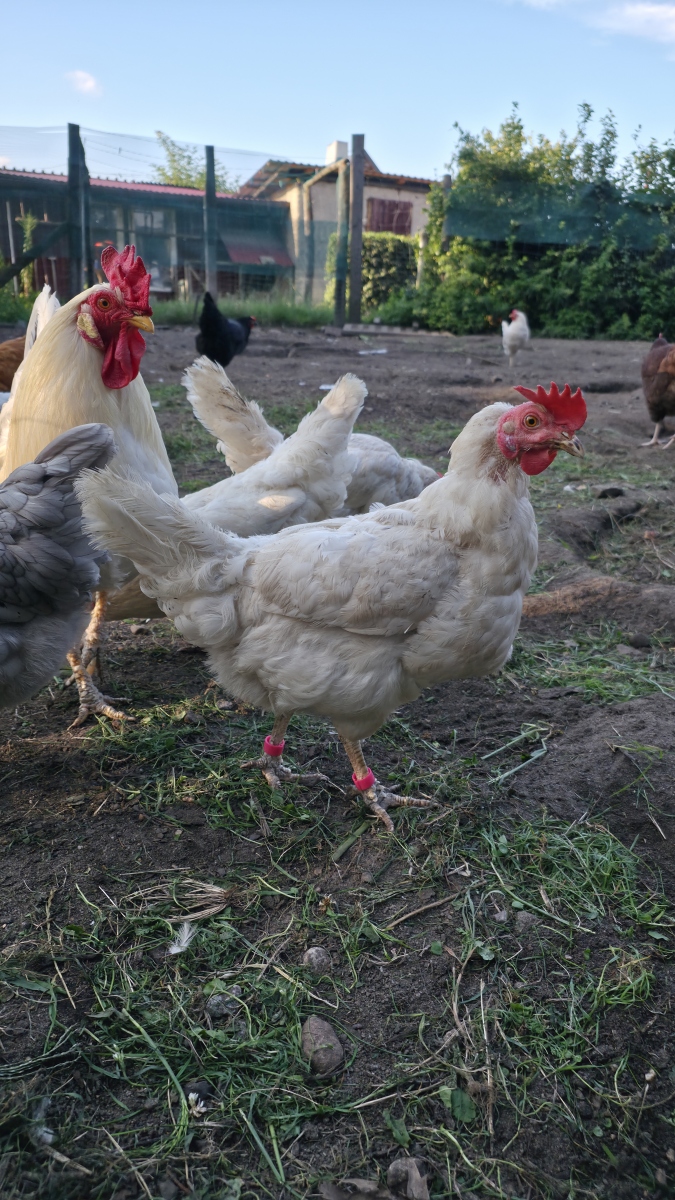 公鸡会下蛋吗？揭秘公鸡和母鸡的区别