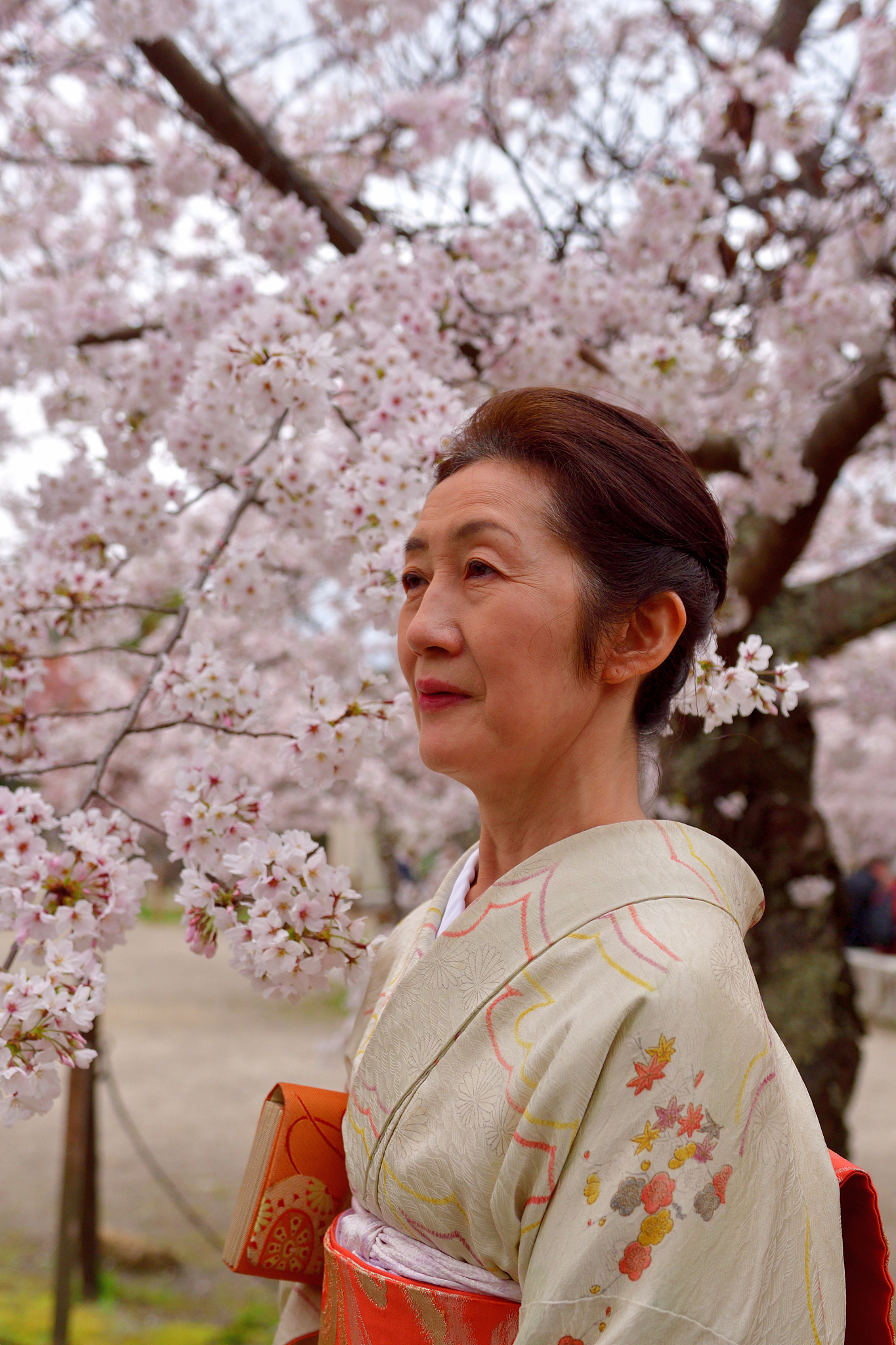 japanese woman in kimono enjoying cherry blossom in maruyama par