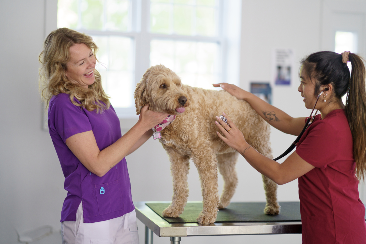 养一只泰迪犬需要掌握的基础知识