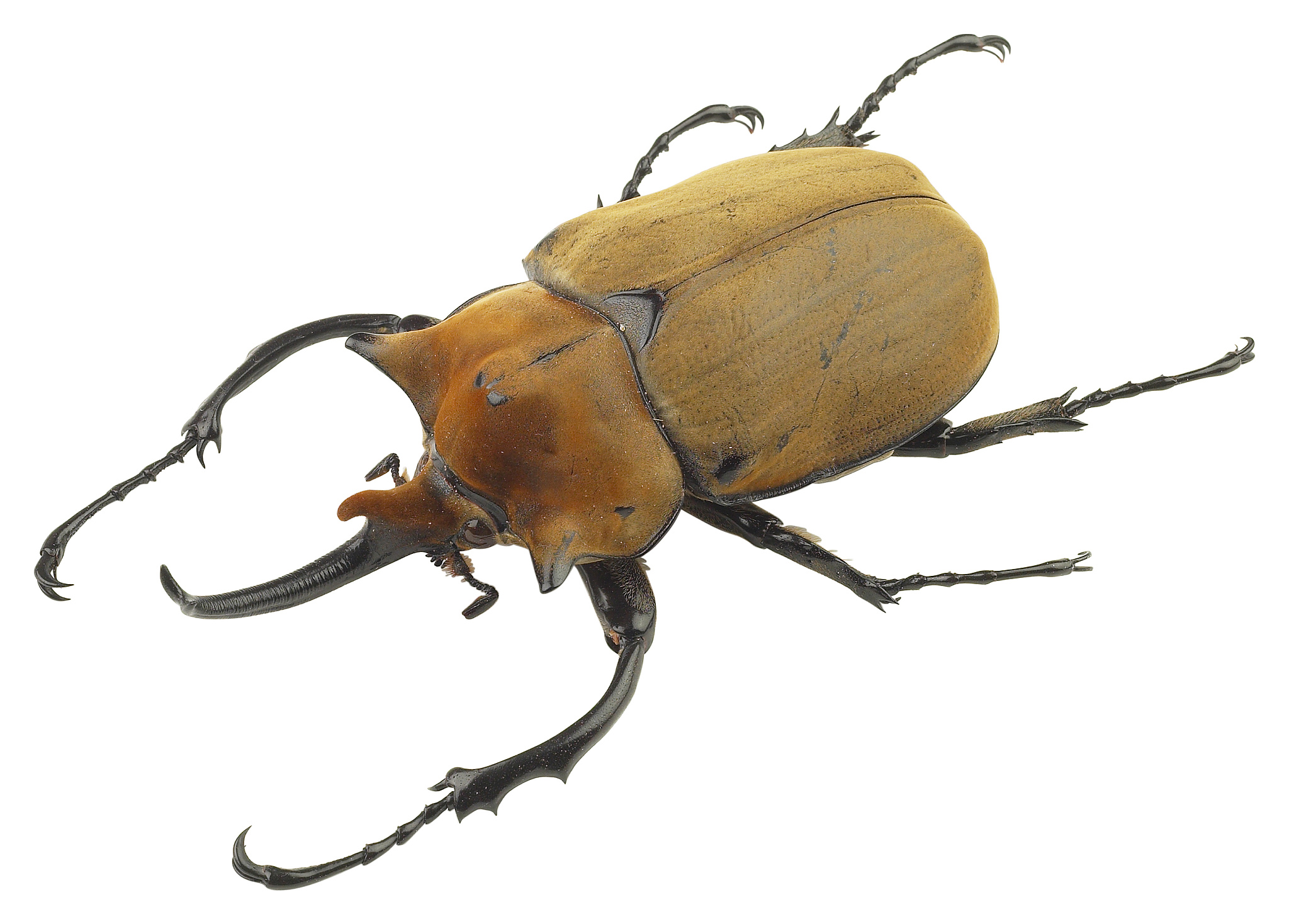 大尖鞘叩甲 - 骑士甲虫：分布、习性与保护