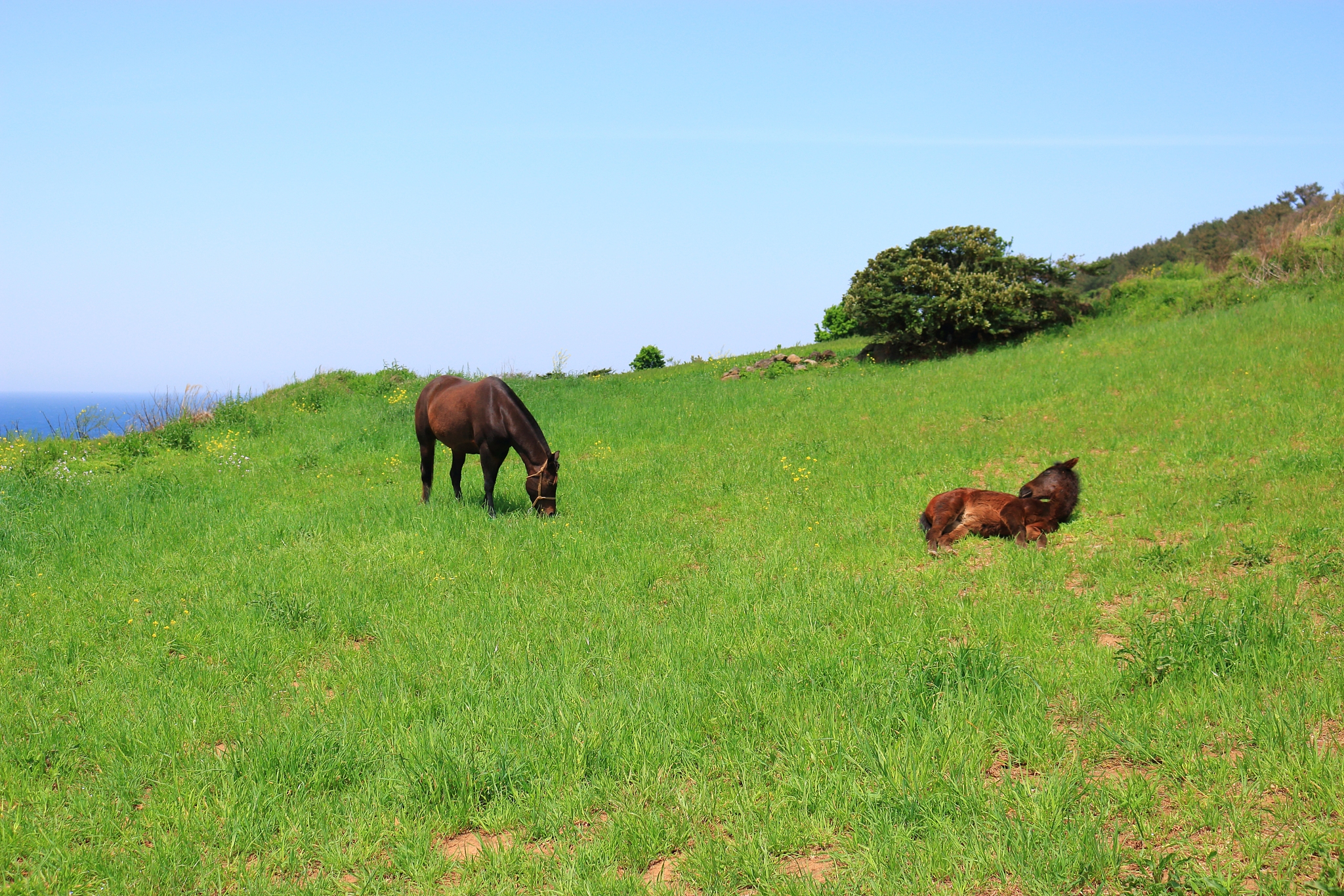 hamdeok beach, beaches, west wu bon, wildflower, flowers, horses