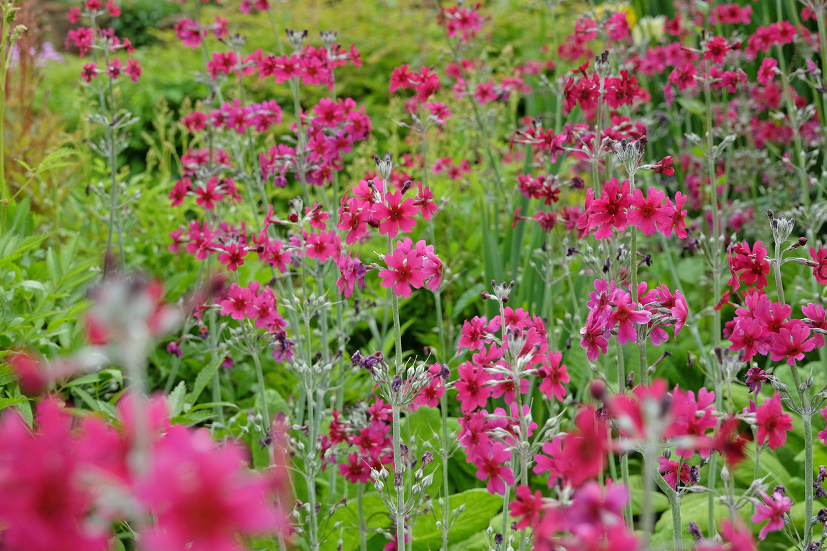 半开半收的花朵摄影，展现自然的美丽与生命的力量