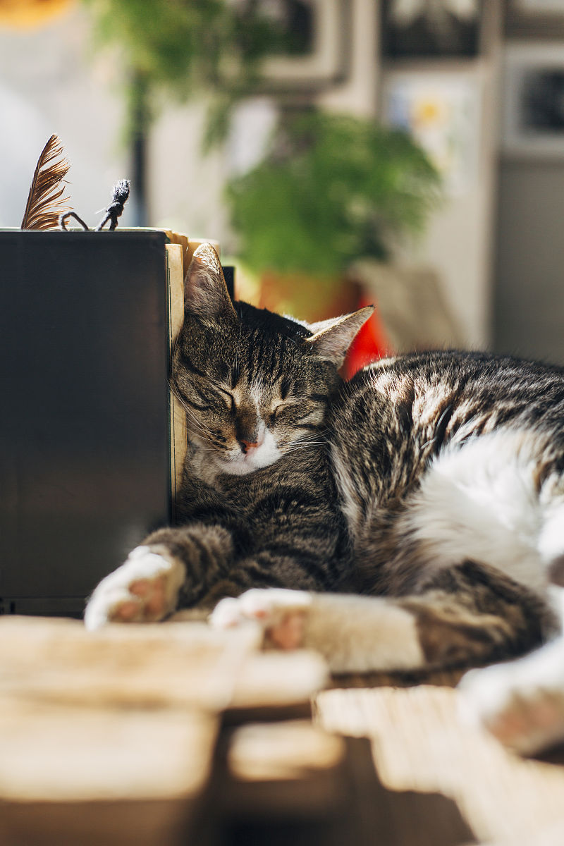 猫咪凌晨狂欢？宠物达人教你如何应对！