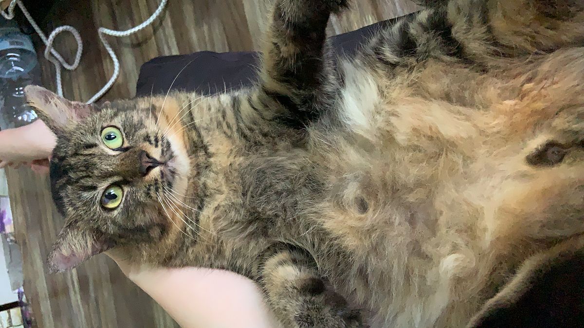 猫尼曼-皮克病的预防措施