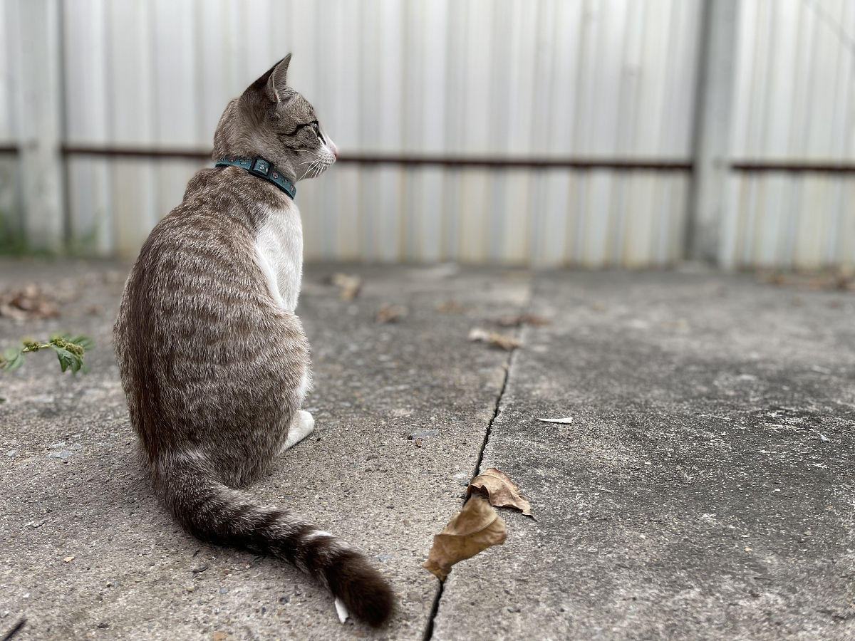 以一名猫咪主人的口吻写篇500字： 写篇500字： 猫咪的咕噜声是什么意思？