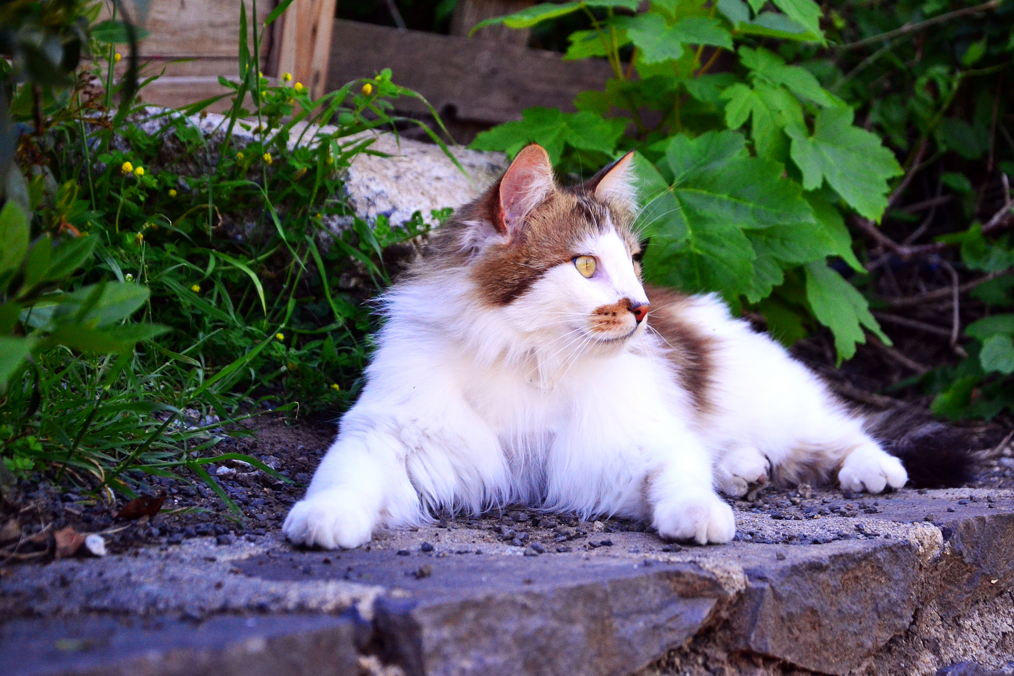beautiful long hair white and brown cat, lying down a stone wall