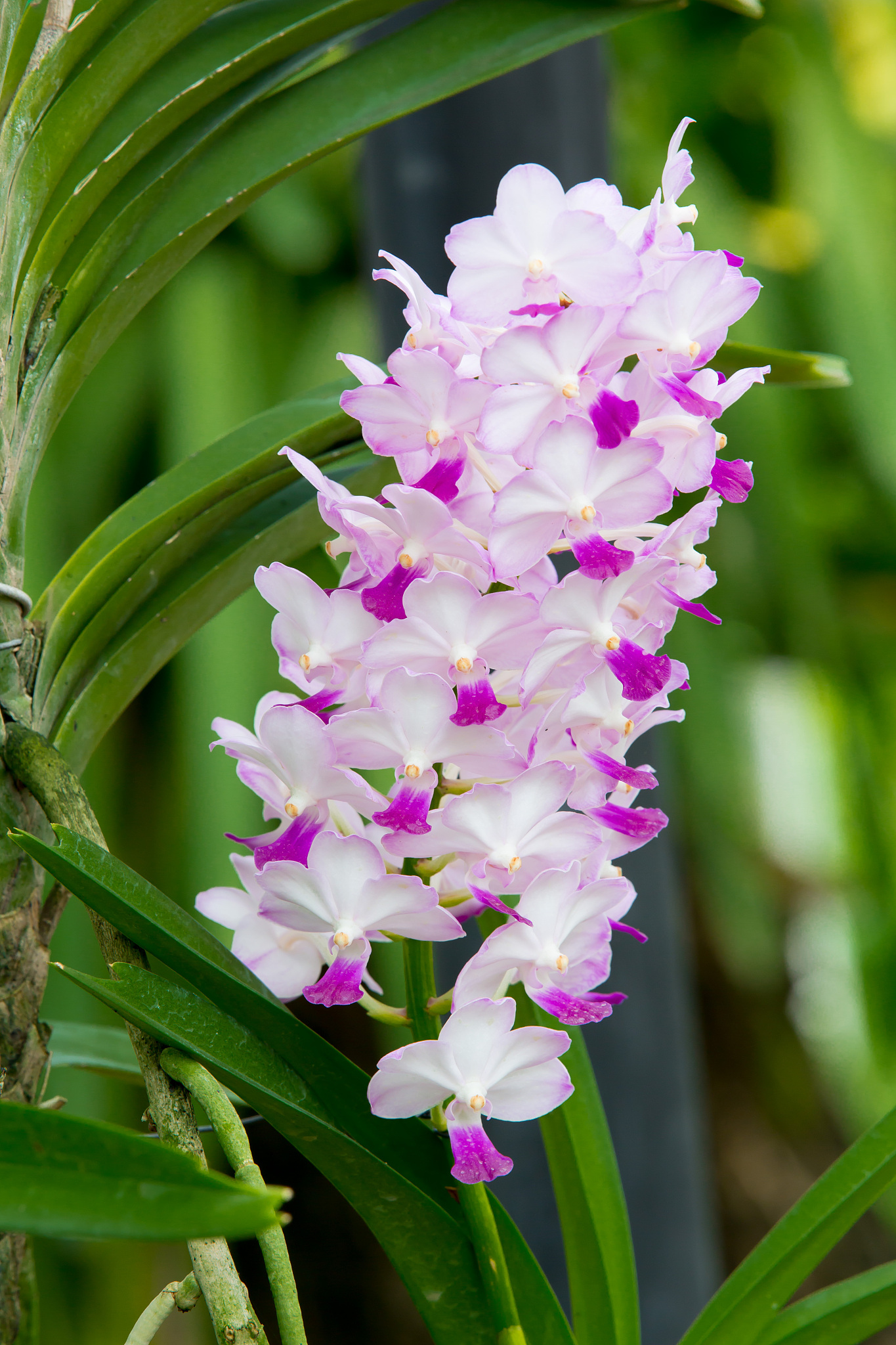 white and pink  orchid flower